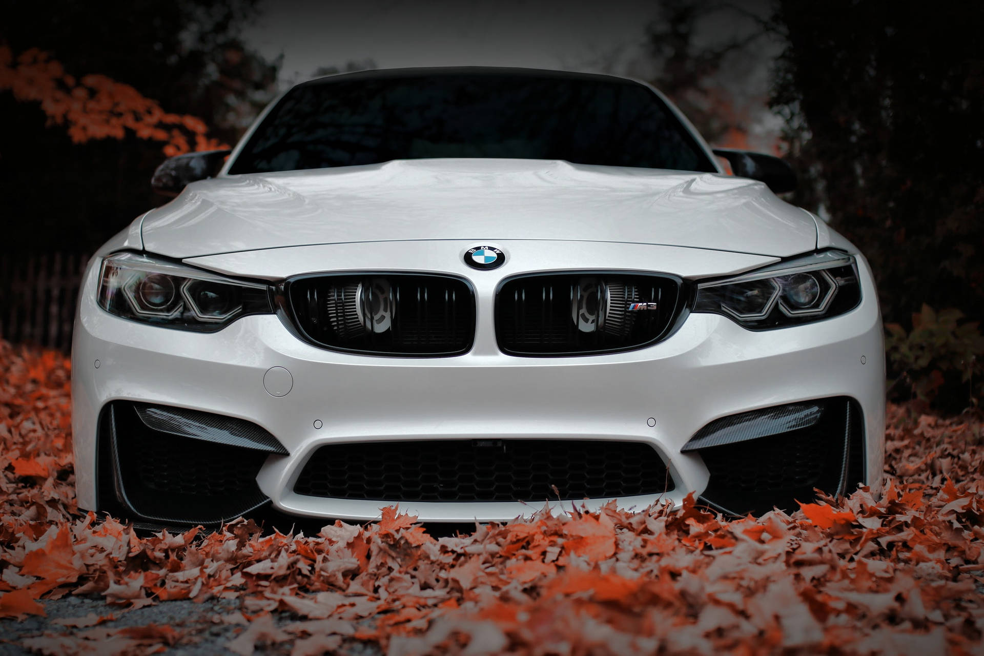 Download Autumn Leaves White BMW Laptop Wallpaper