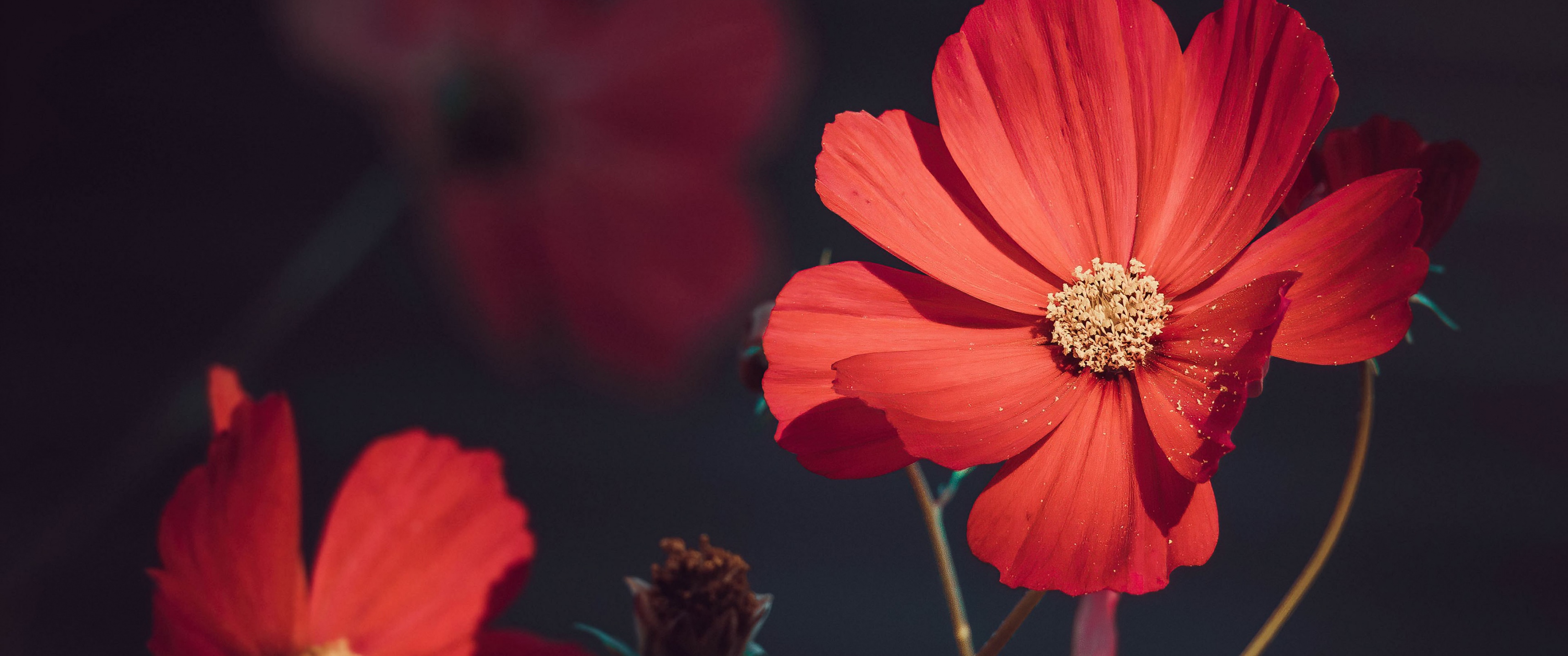 Orange flowers Wallpaper 4K, Summer, Blossom, Bloom, Aesthetic