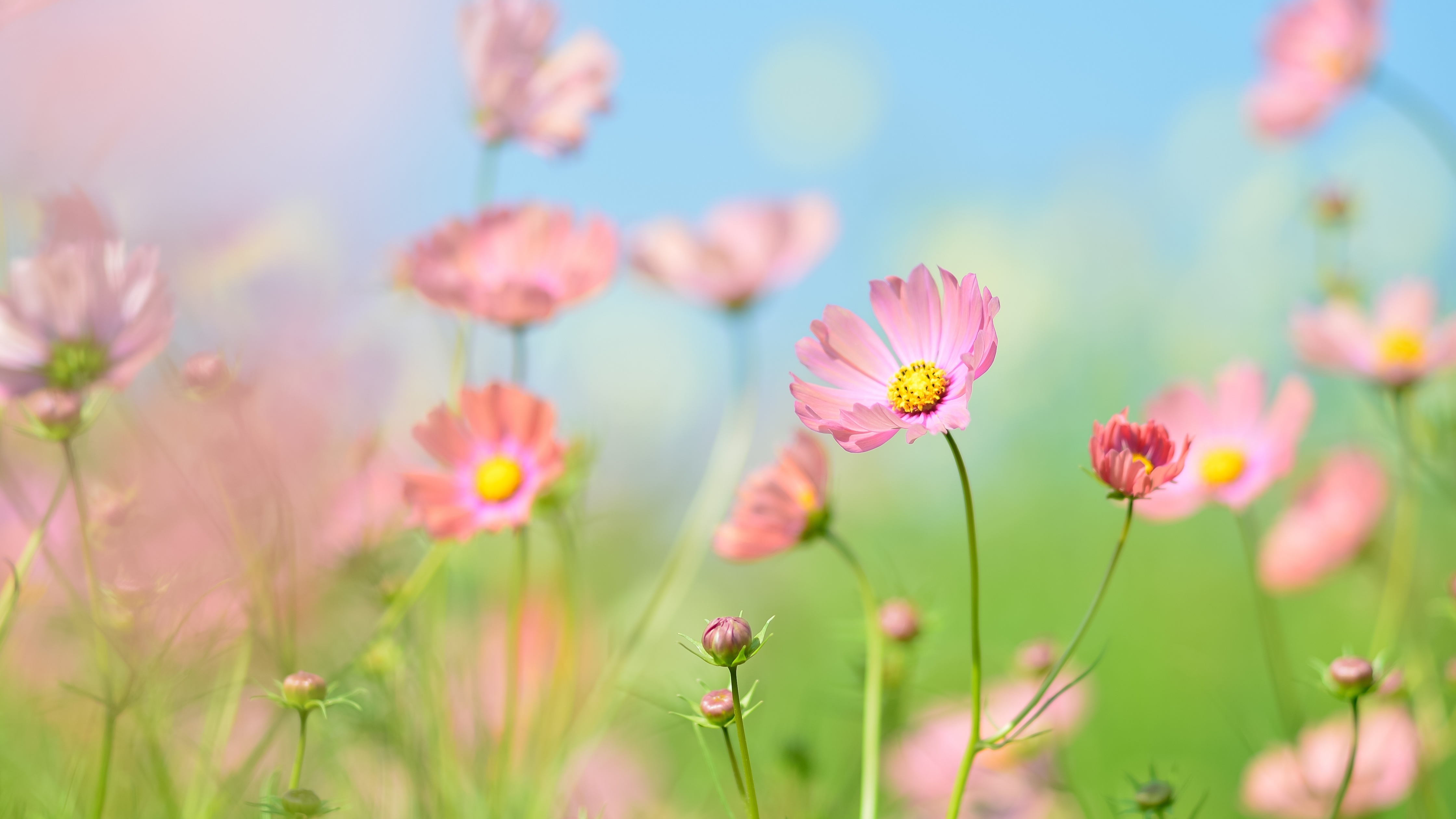 Flower garden Wallpaper 4K, Cosmos flowers, Summer, Aesthetic