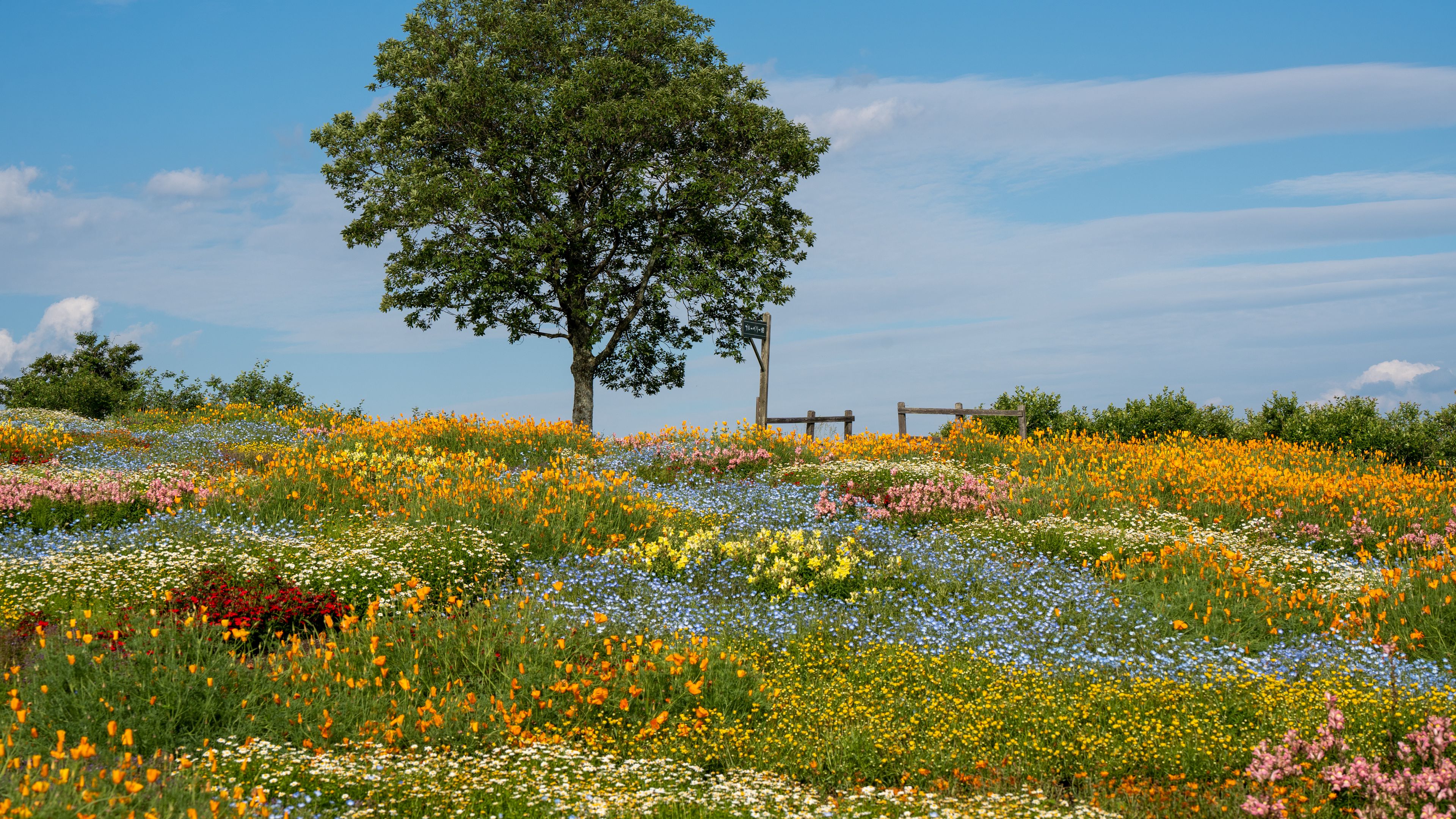 Download wallpaper 3840x2160 flowers, tree, garden, field, summer, landscape 4k uhd 16:9 HD background