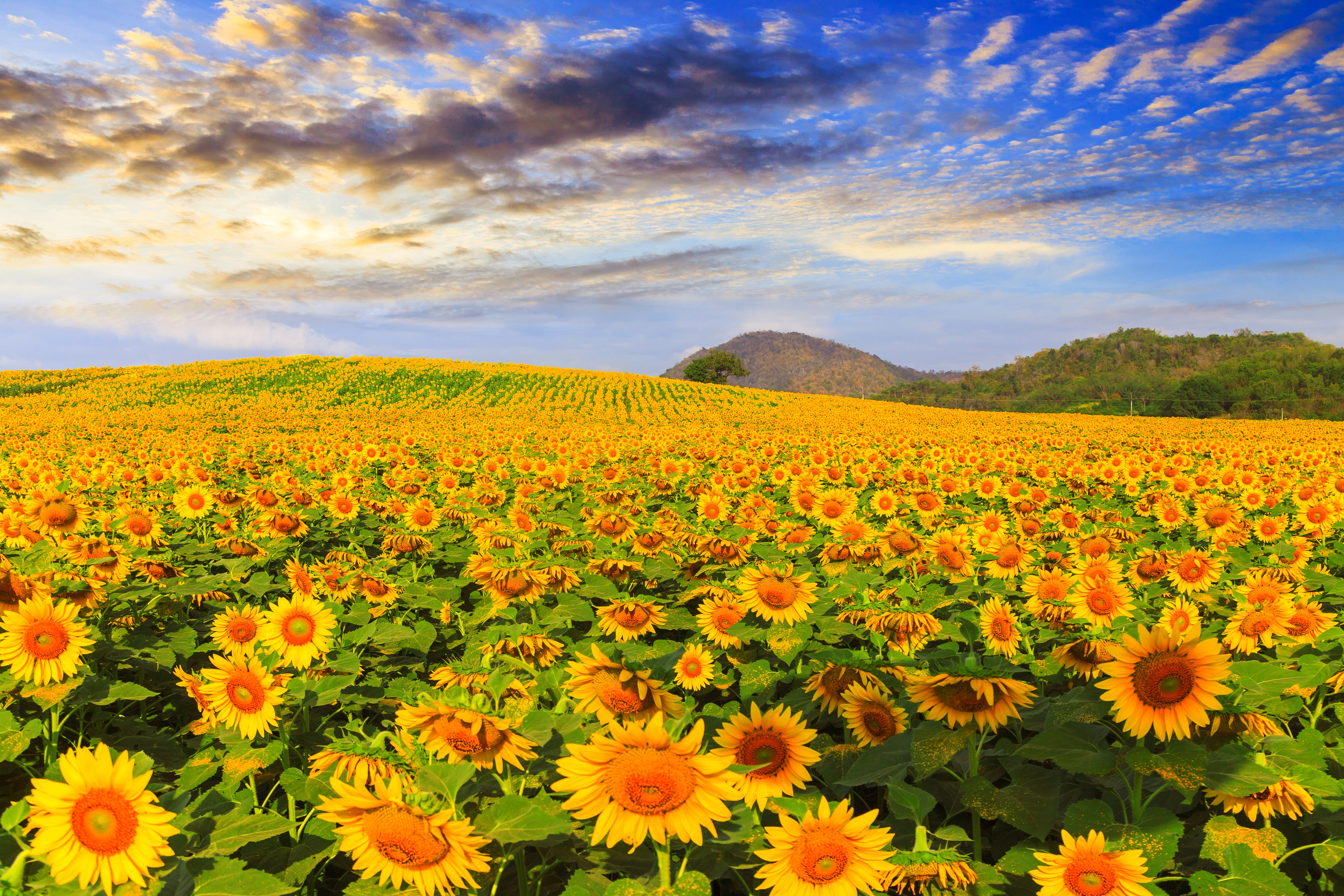Download Summer Field Yellow Flower Flower Nature Sunflower 4k Ultra HD Wallpaper