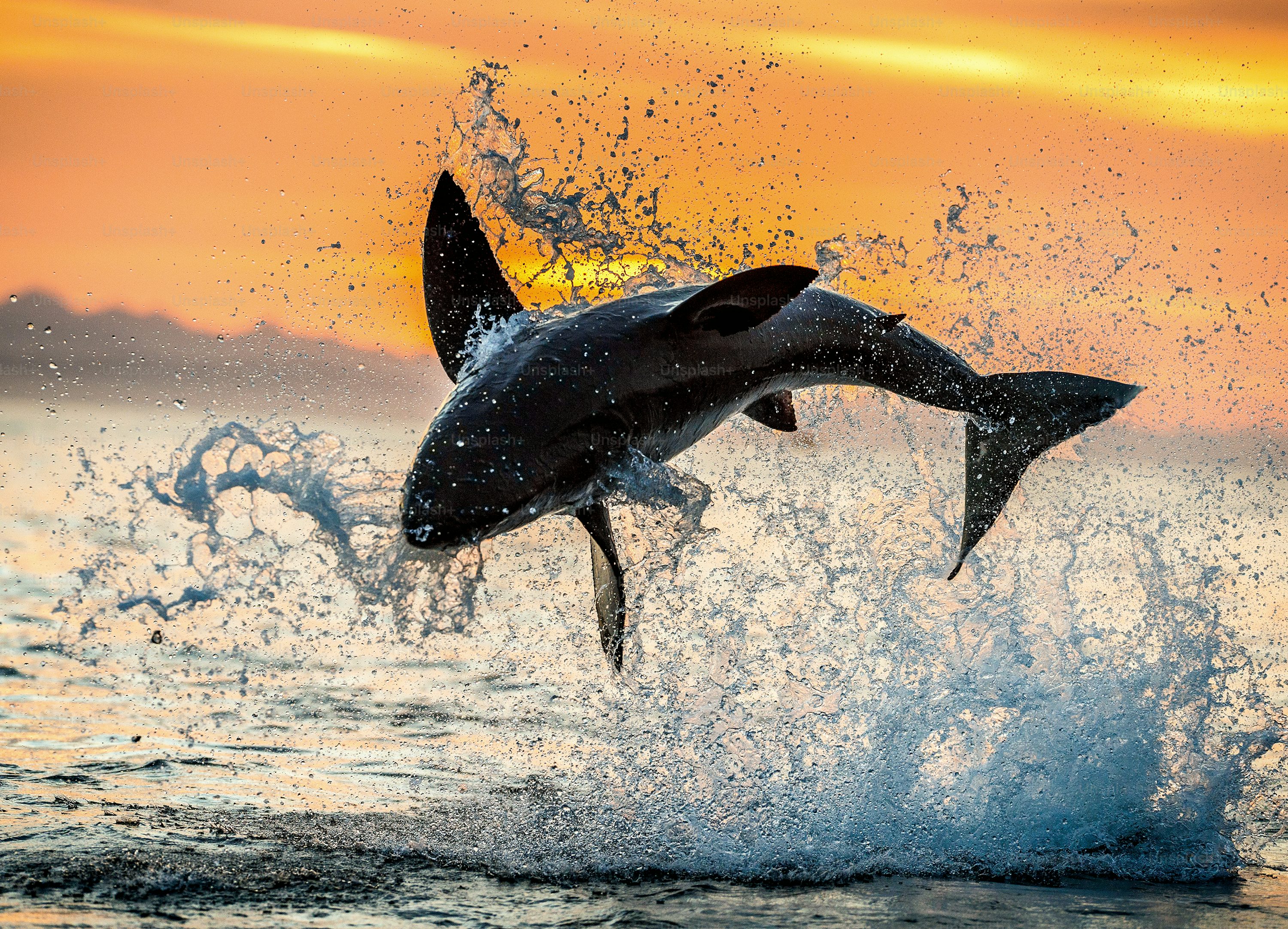 Animal Wallpaper 4K & HD Downloads