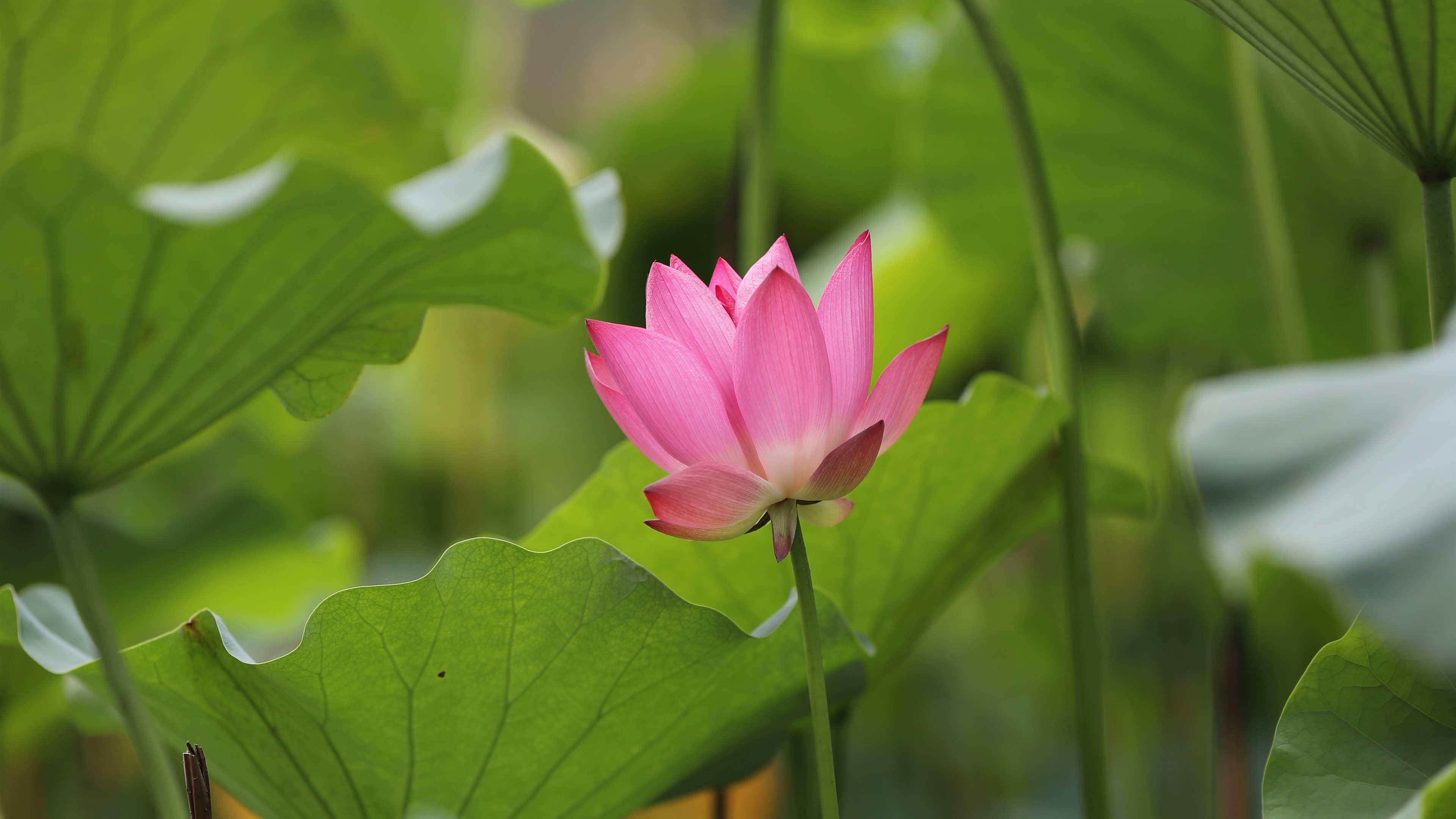 Wallpaper Summer flowers, pink lotus, green foliage 3840x2160 UHD 4K Picture, Image