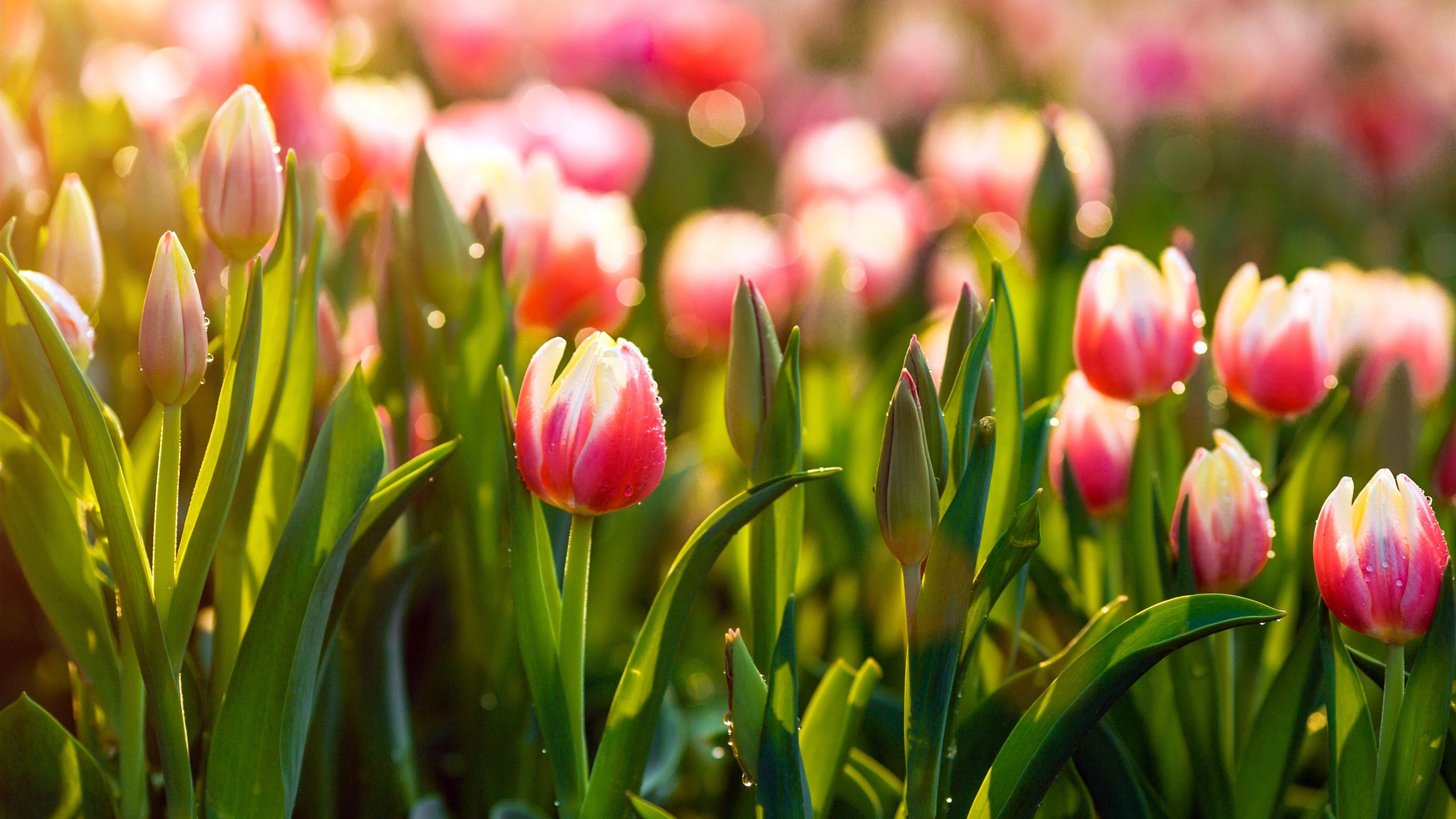 Summer Morning Tulips 4k HD Photo