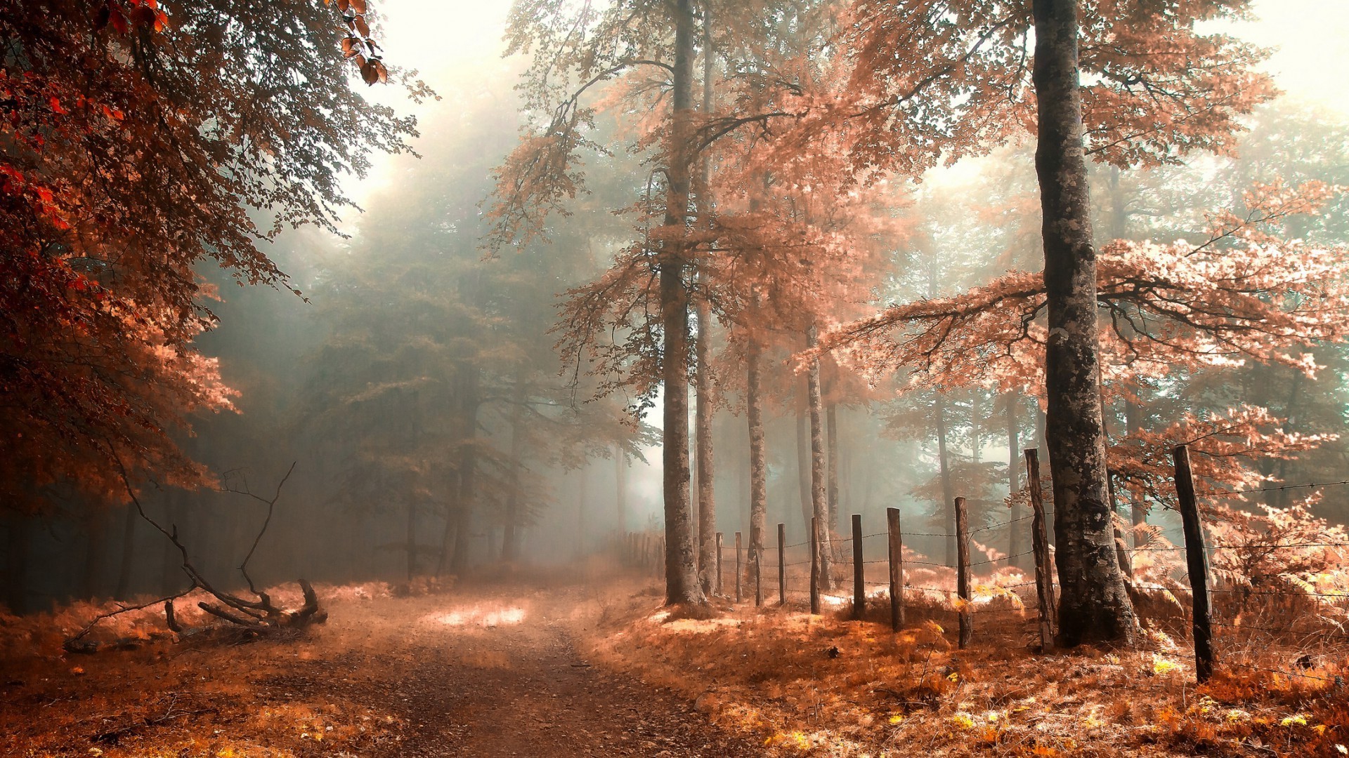 Autumn fog over the forest path