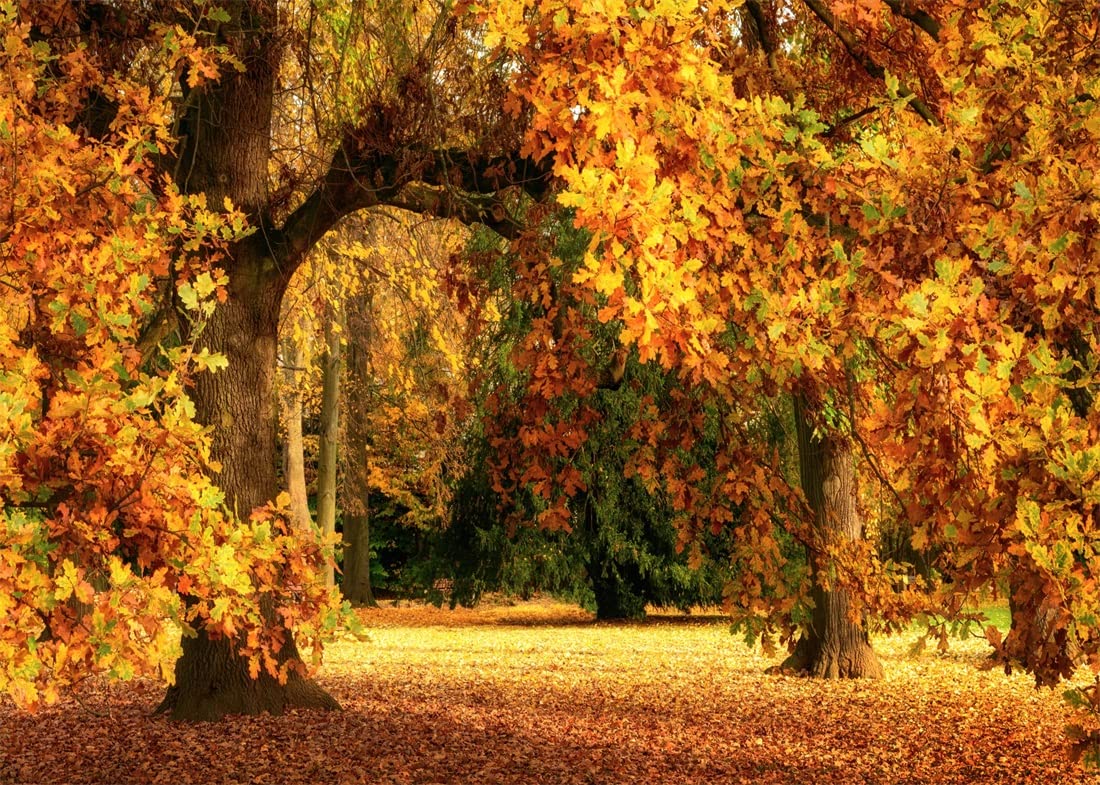 Amazon.com, BELECO 12x8ft Fabric Autumn Park Scenery Photography Backdrop Outdoor Fall Woods Landscape Old Oak Trees Fallen Leaves Deciduous Background Autumn Party Backdrop Kids Adults Portrait Photo Props