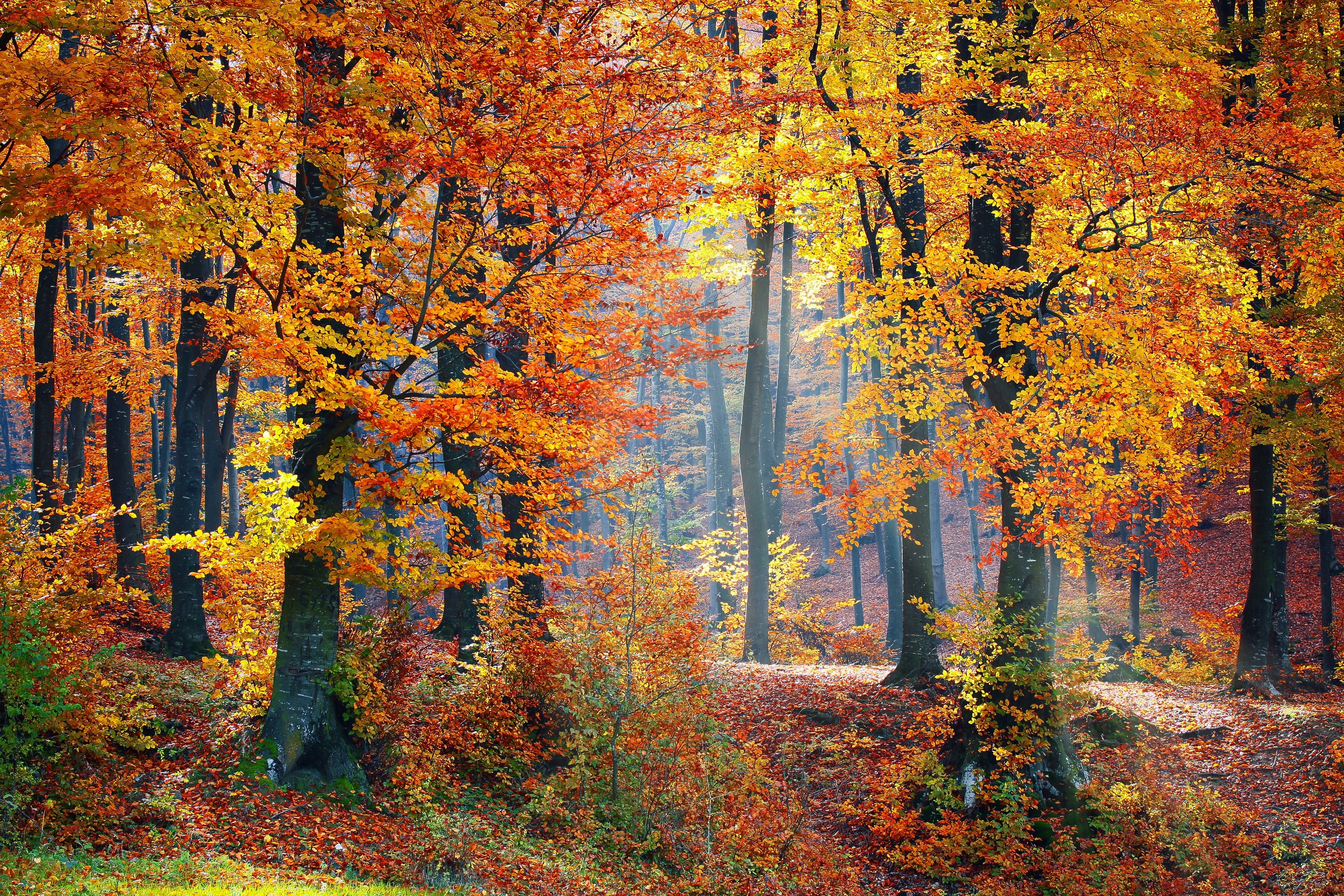 Autumn trees Wallpaper 4K, Fallen Leaves, Seasons, Forest