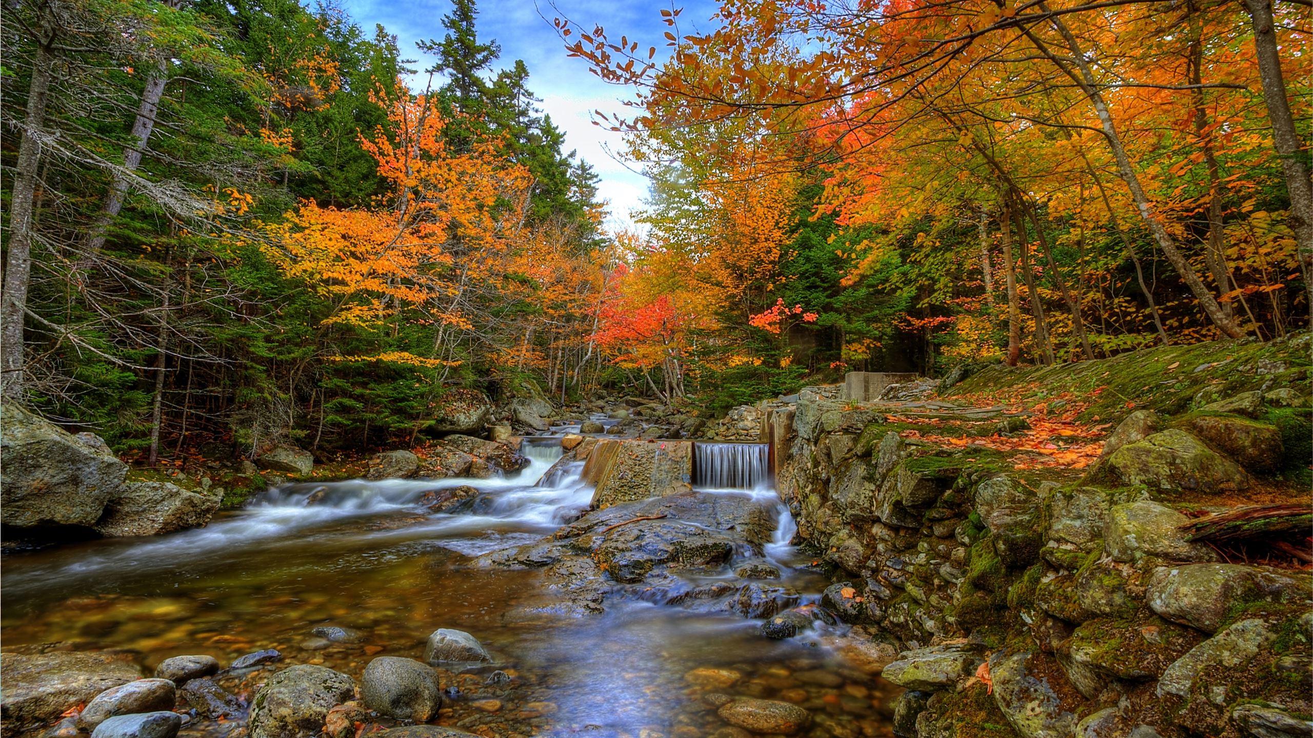 Autumn Woods MacBook Pro Wallpaper Download