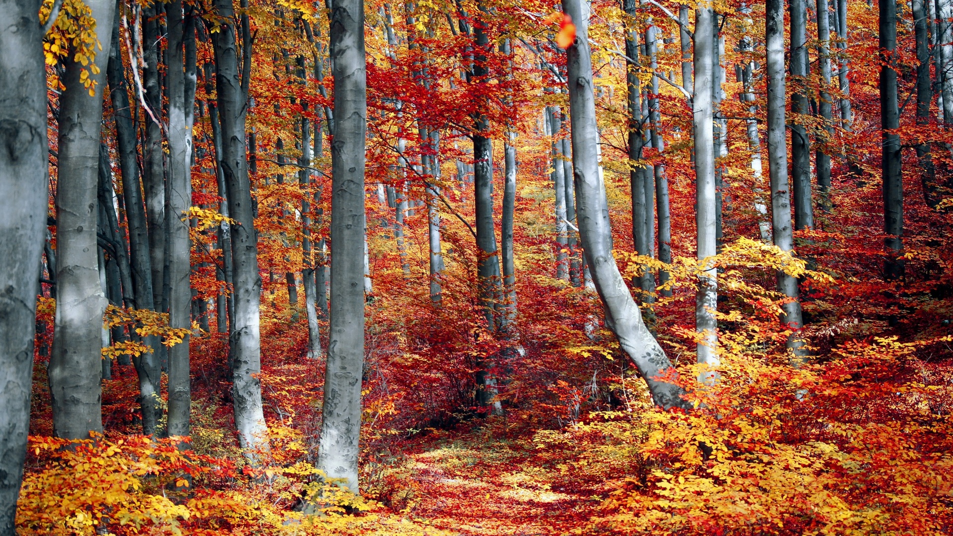 Autumn Forest Wallpaper 4K, Woods, Trees, Fall, Seasons