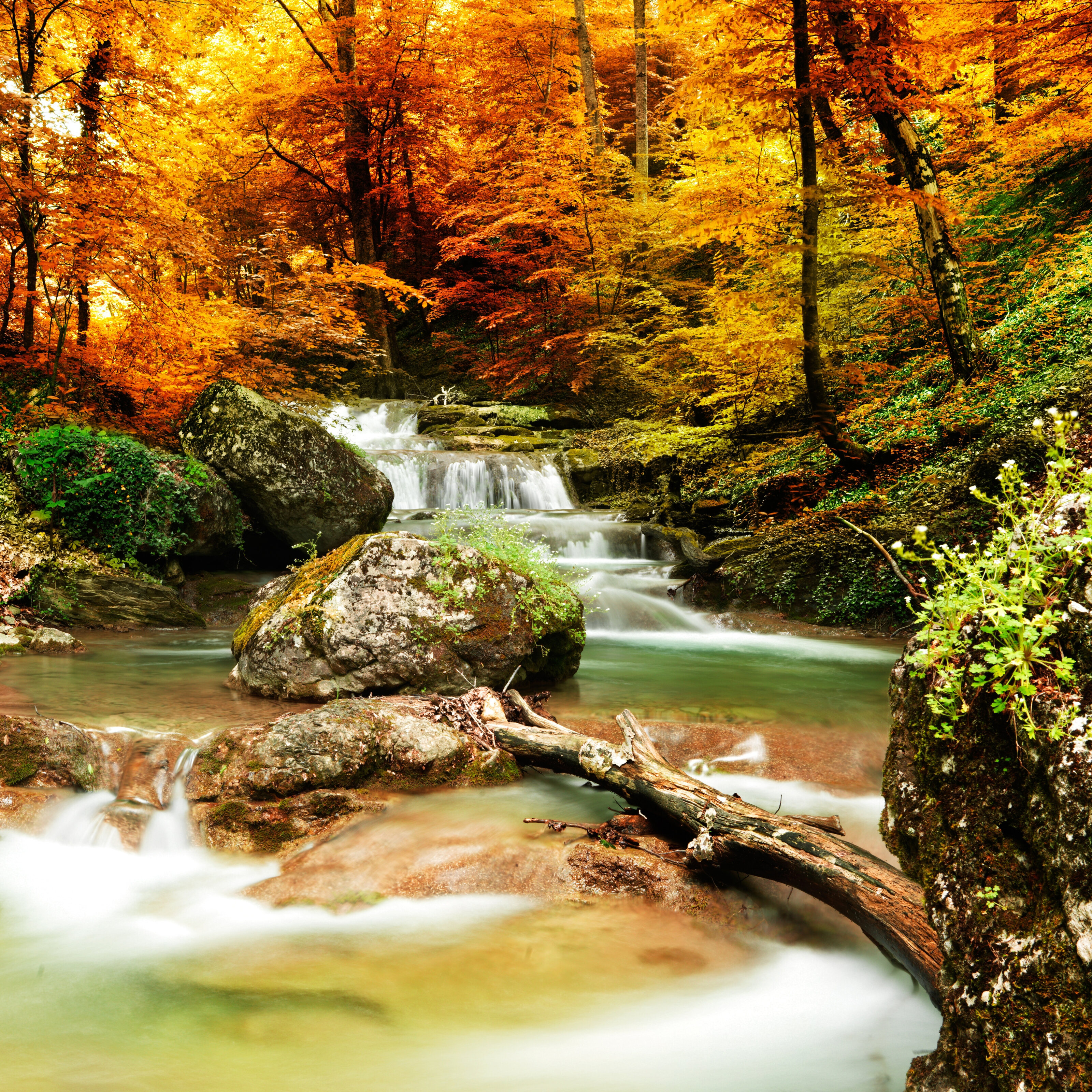 Autumn Creek Woods With Yellow Trees Wall Mural Your Way