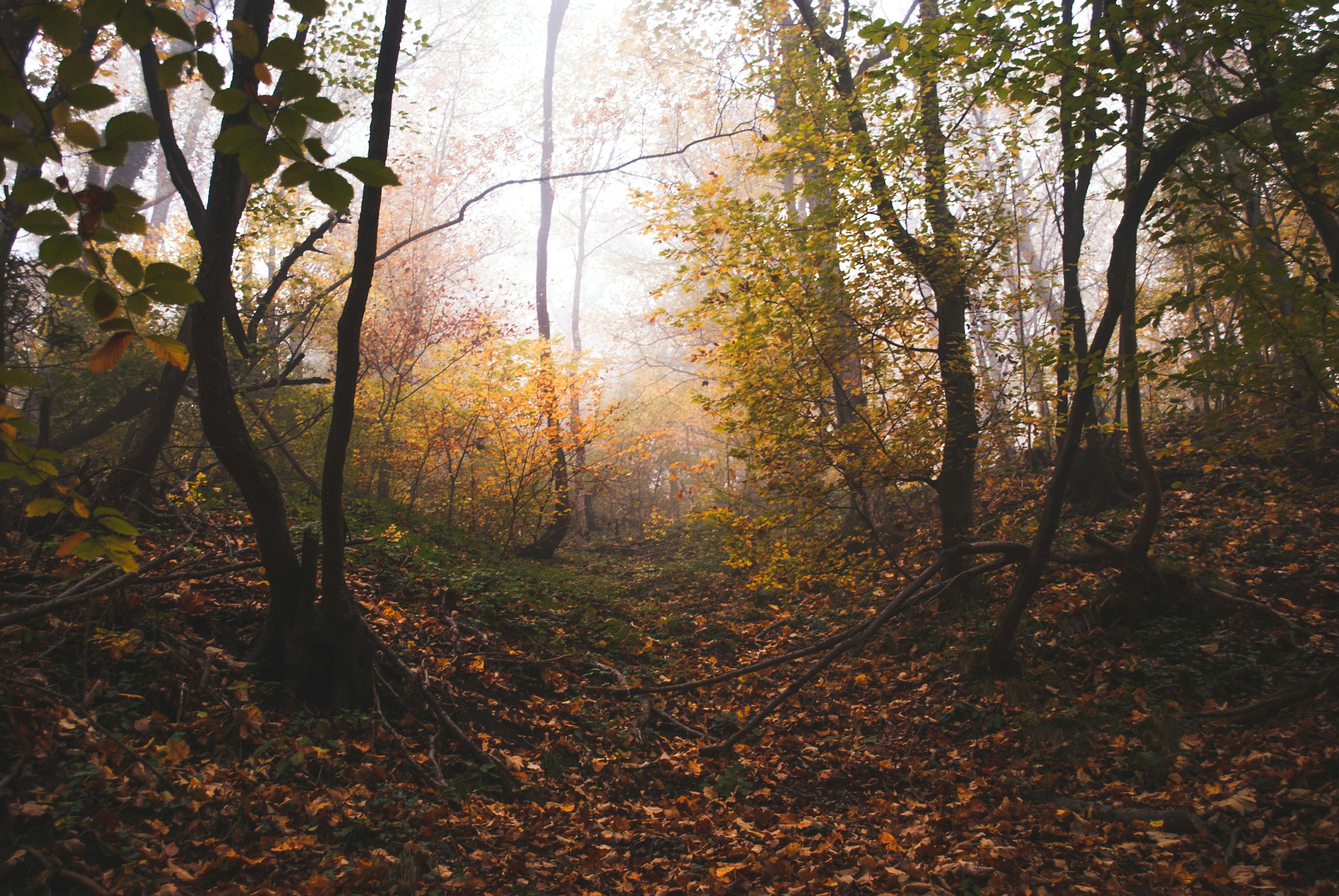 Autumn Woods Picture. Download Free Image