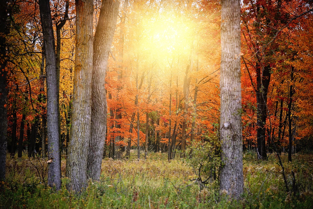 Fall Autumn Woods