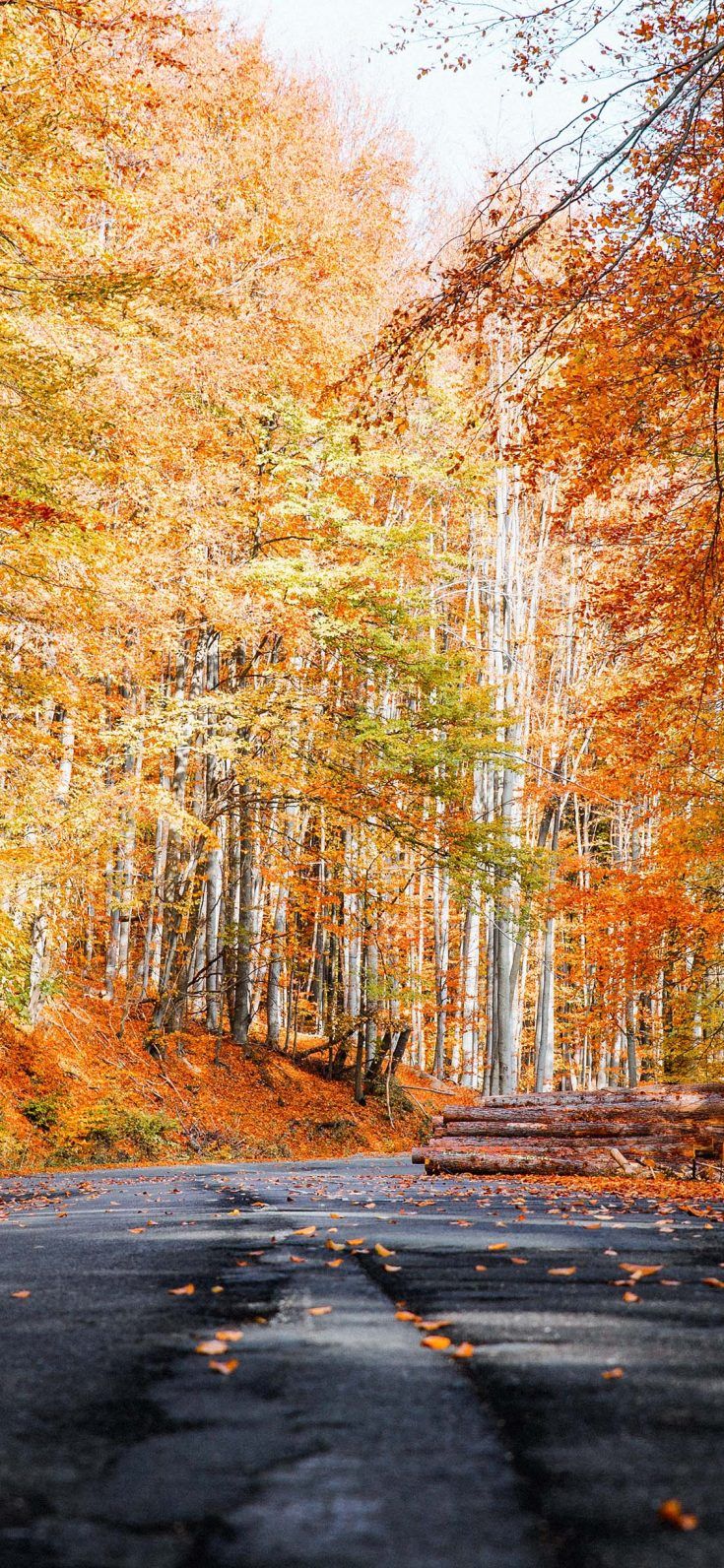 Fall Wallpaper for iPhone Download Best Autumn Wallpaper