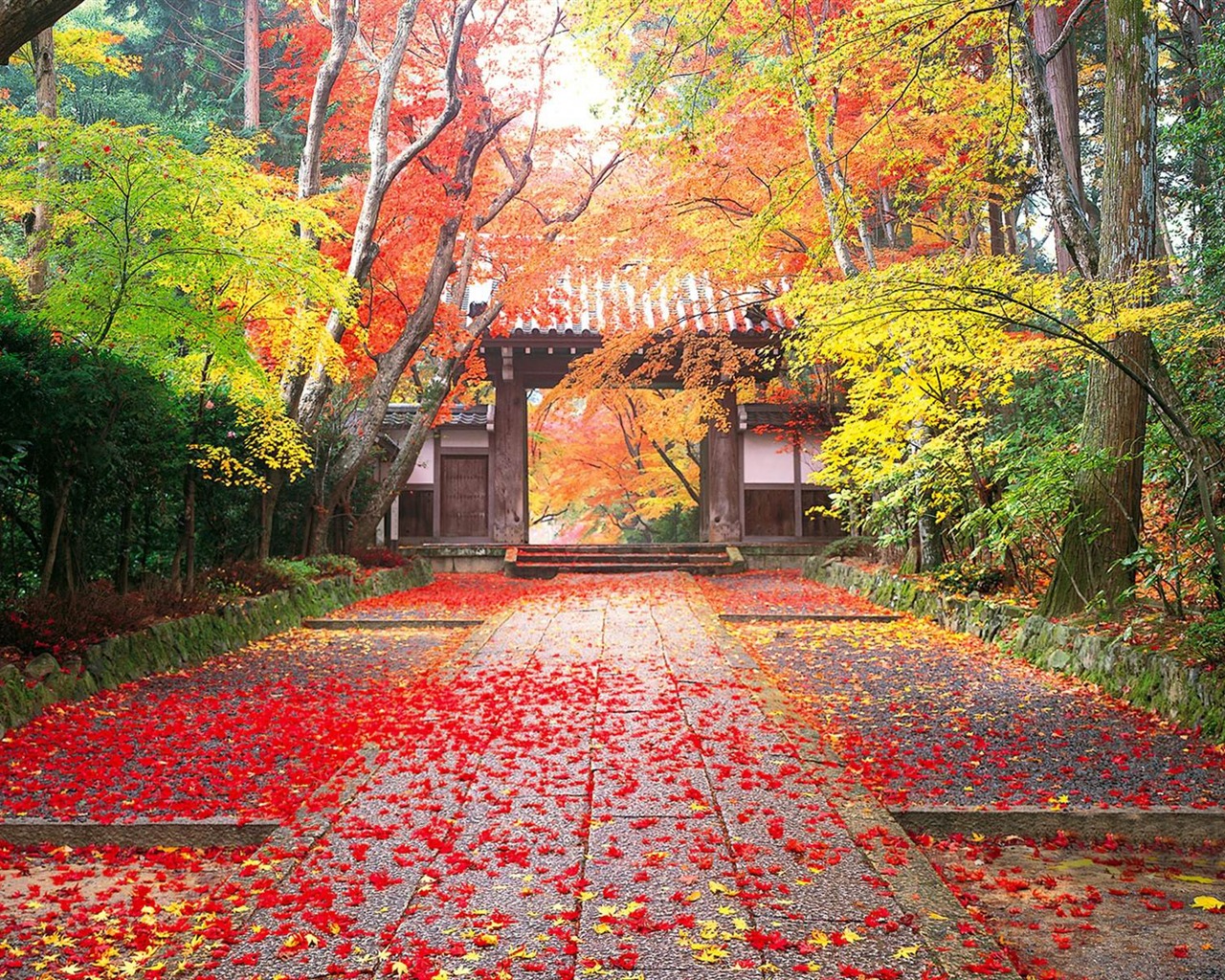 Autumn In Japan Golden Autumn Landscape Wallpaper