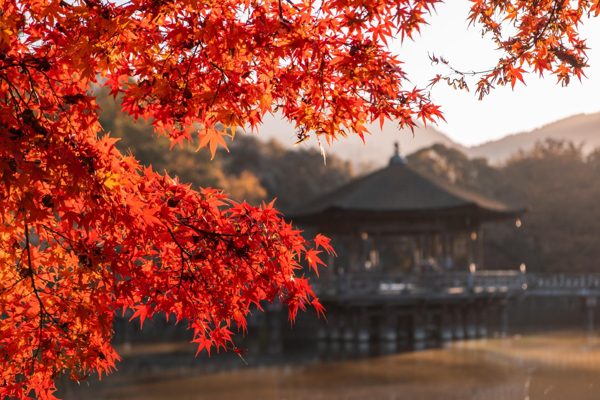 Where to See Fall Leaves in Tokyo: 10 Stunning Spots for Autumn Colours, Blog. OMAKASE Tours, Trip, Travel Guide