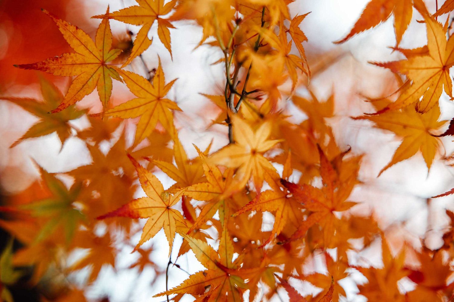 Japan autumn packing list: What to wear in fall