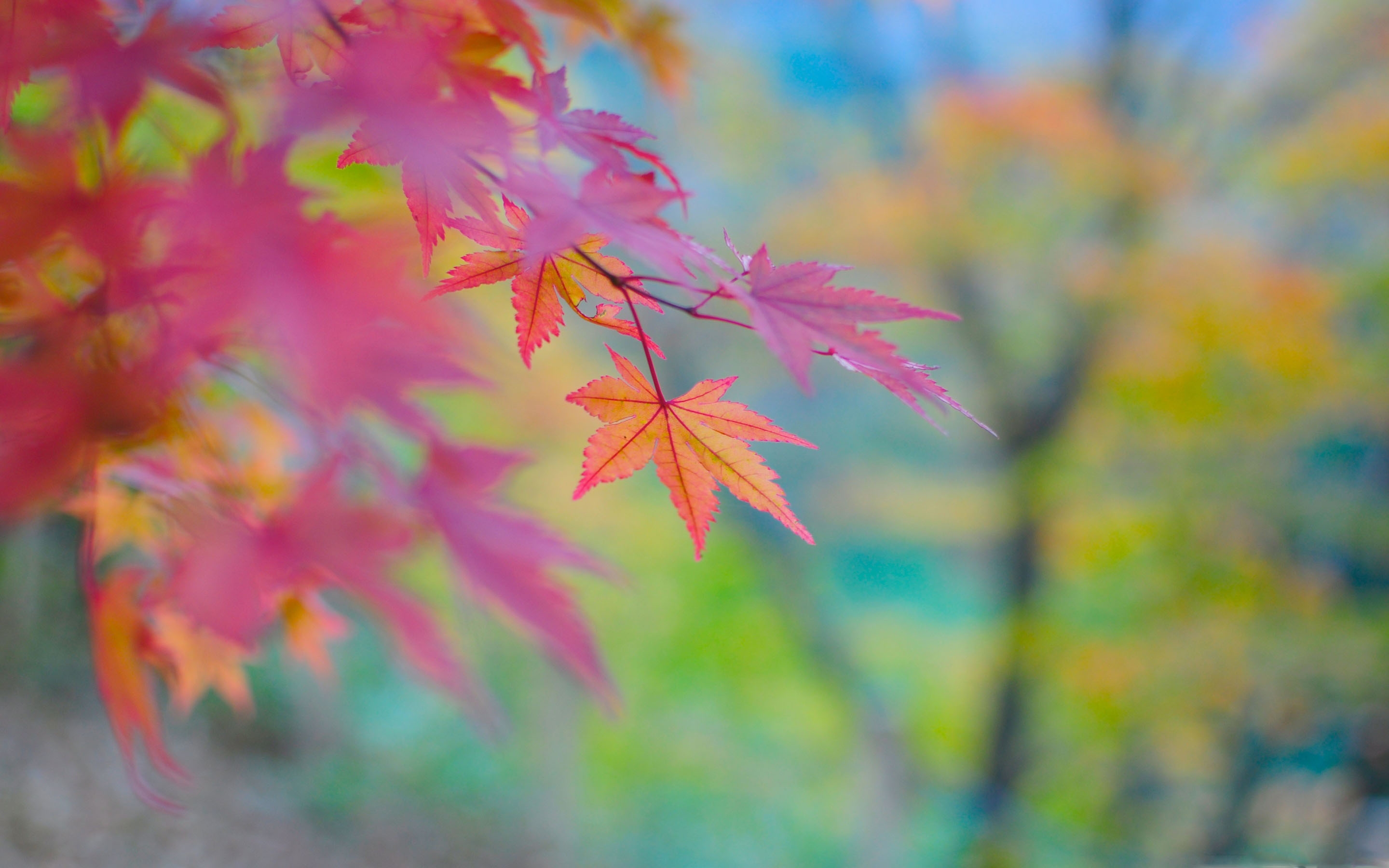 Autumn Colors In Japan Mac Wallpaper Download