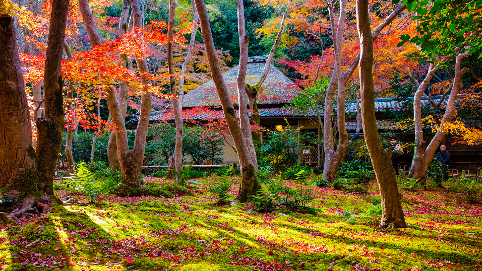 Wallpaper Kyoto Japan Autumn Nature park Trees 1920x1080