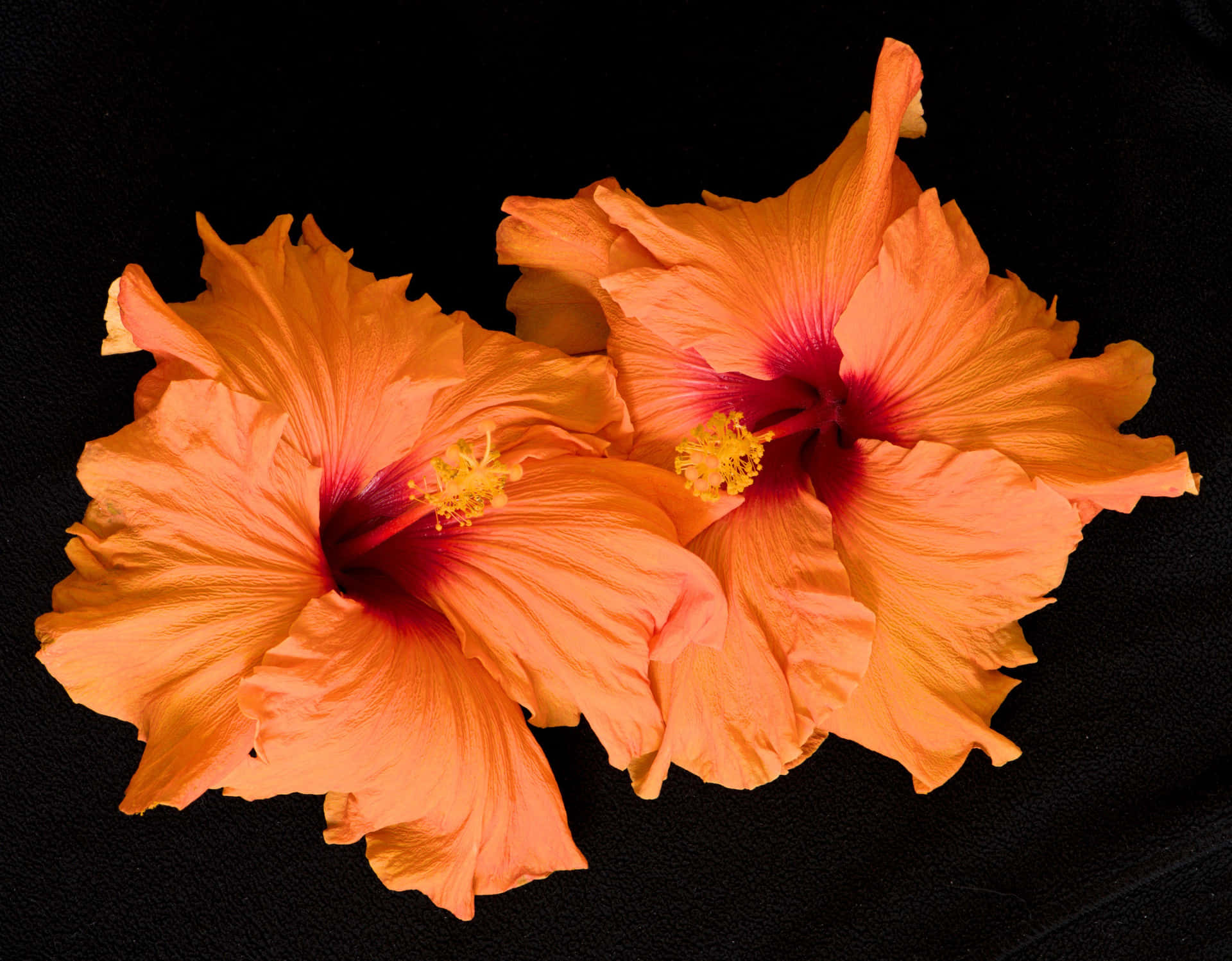 Hibiscus Wallpaper