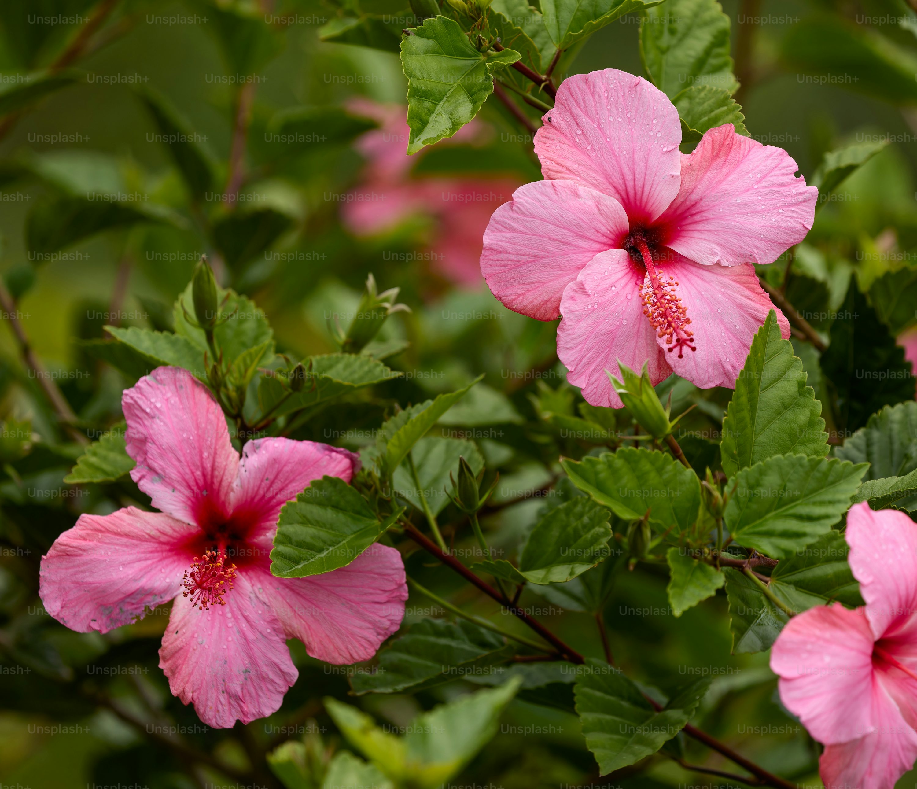 Hibiscus Picture [HD]. Download Free Image