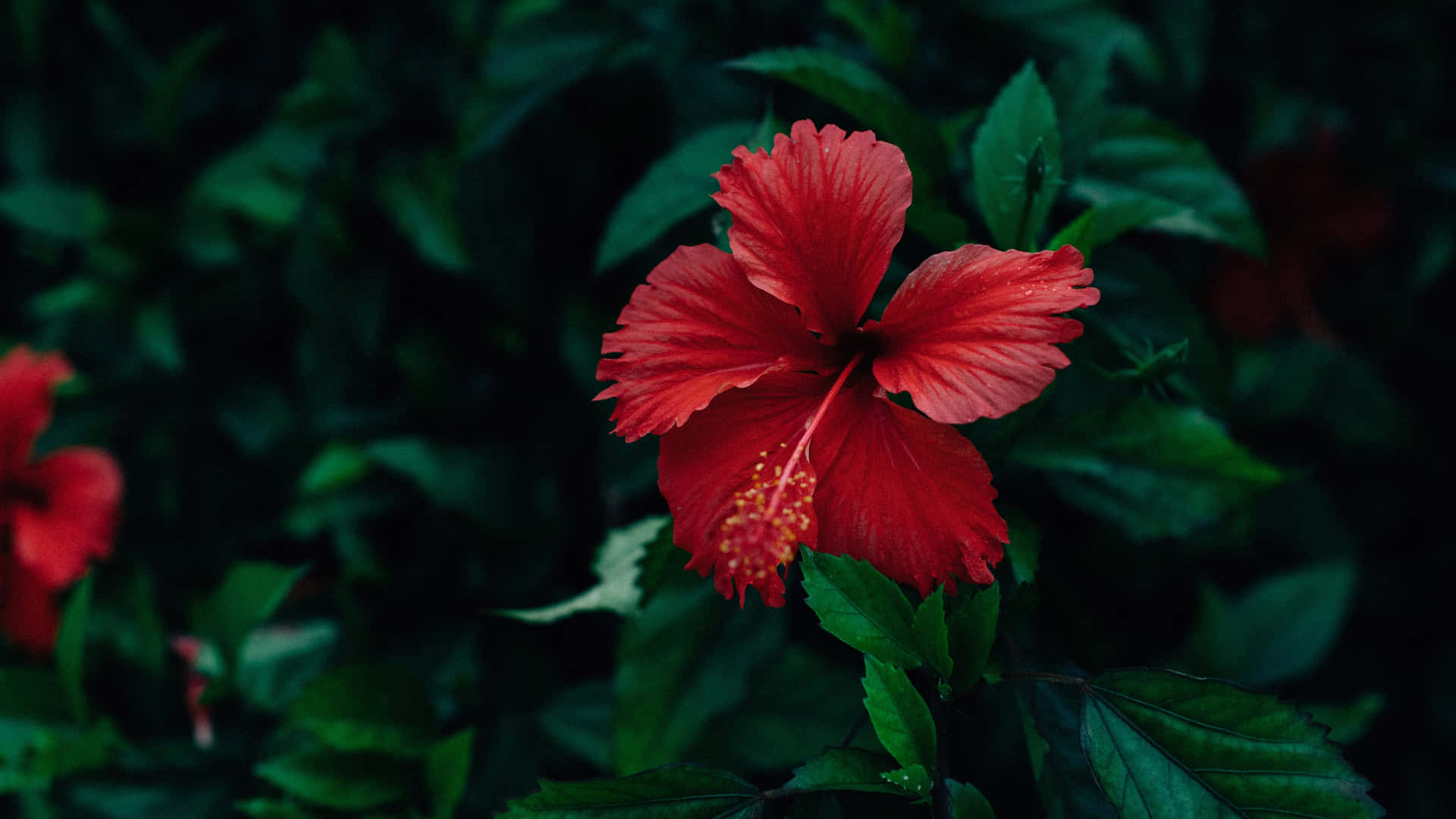 Hibiscus Wallpaper