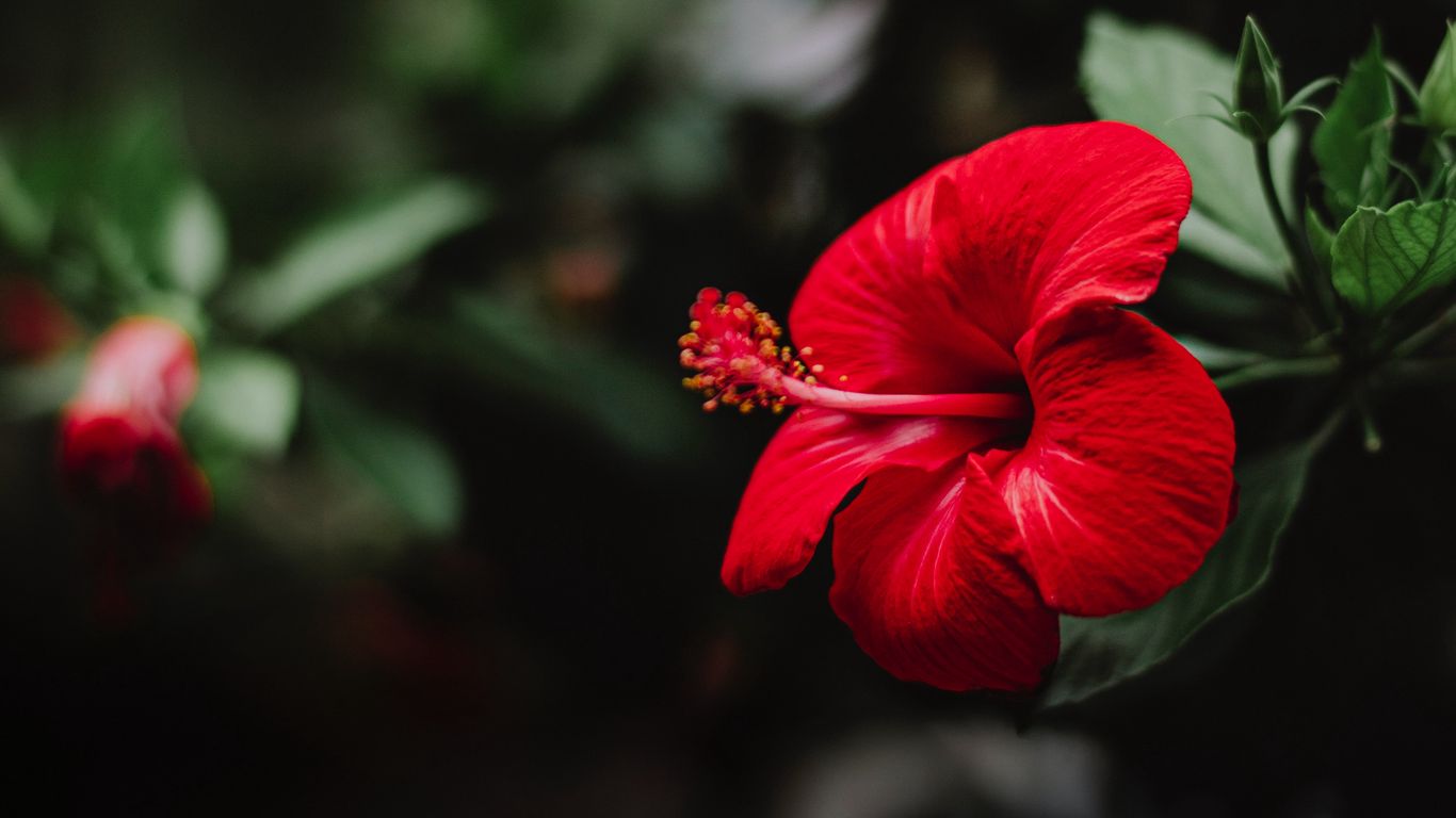 Download wallpaper 1366x768 hibiscus, flower, red, macro tablet, laptop HD background