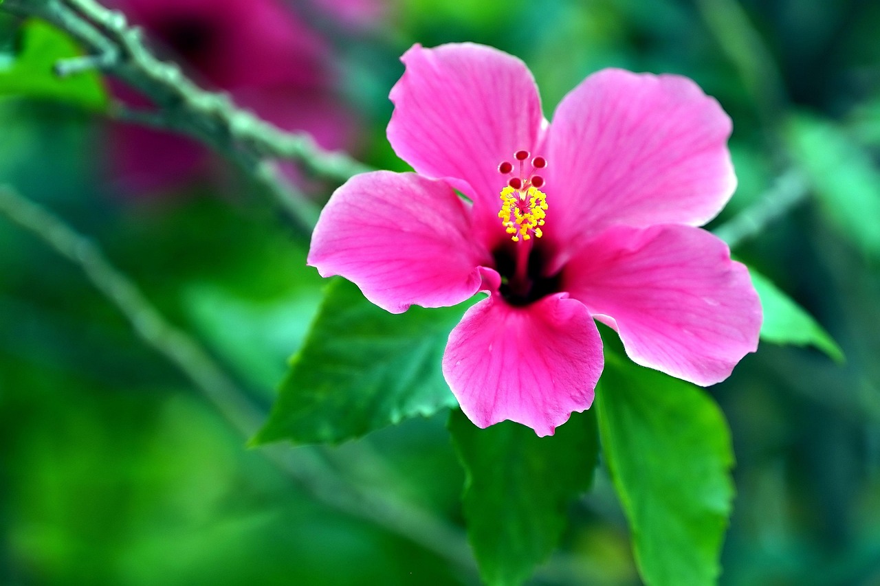 Hibiscus Flower Leaves
