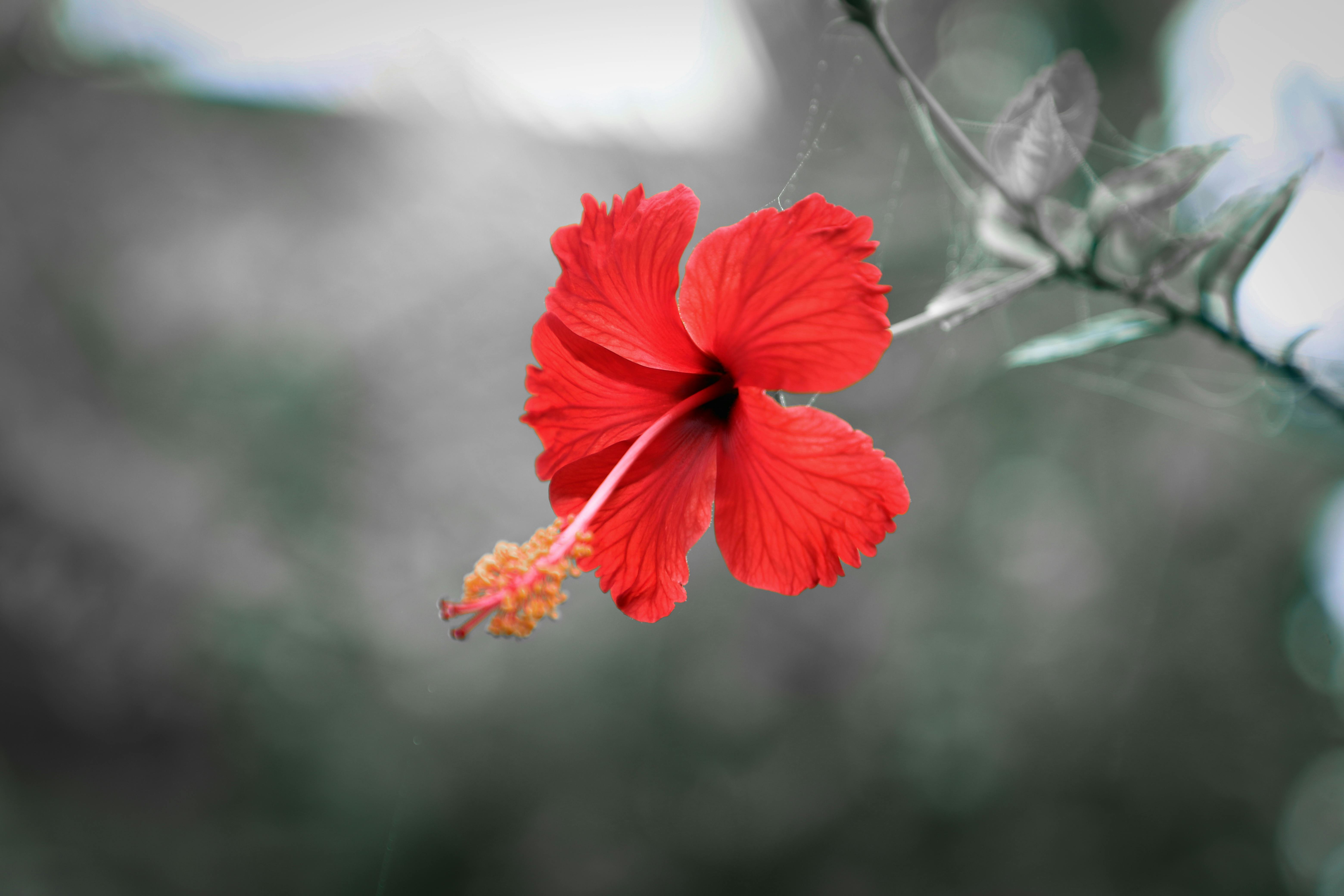 Hibiscus Flower Photo, Download The BEST Free Hibiscus Flower & HD Image