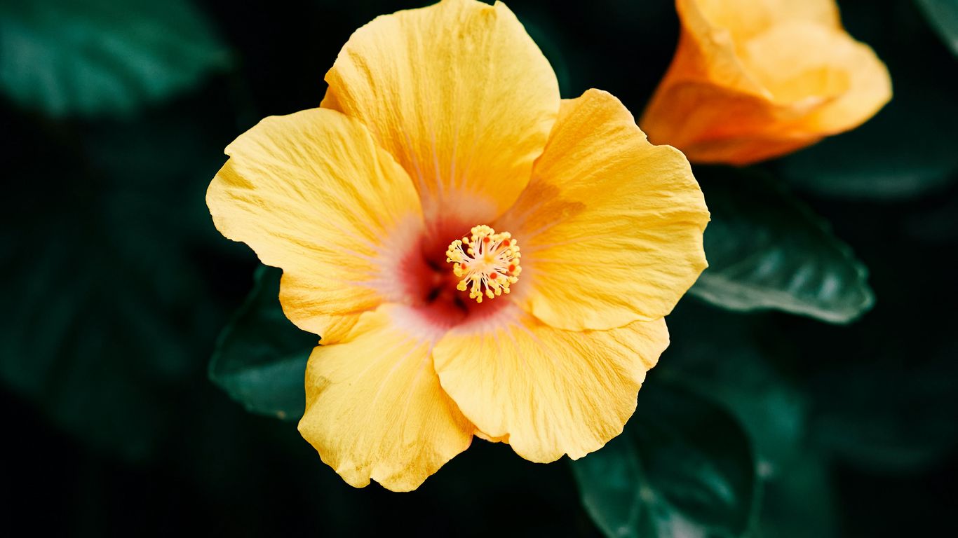 Download wallpaper 1366x768 hibiscus, flower, yellow, bloom, plant tablet, laptop HD background