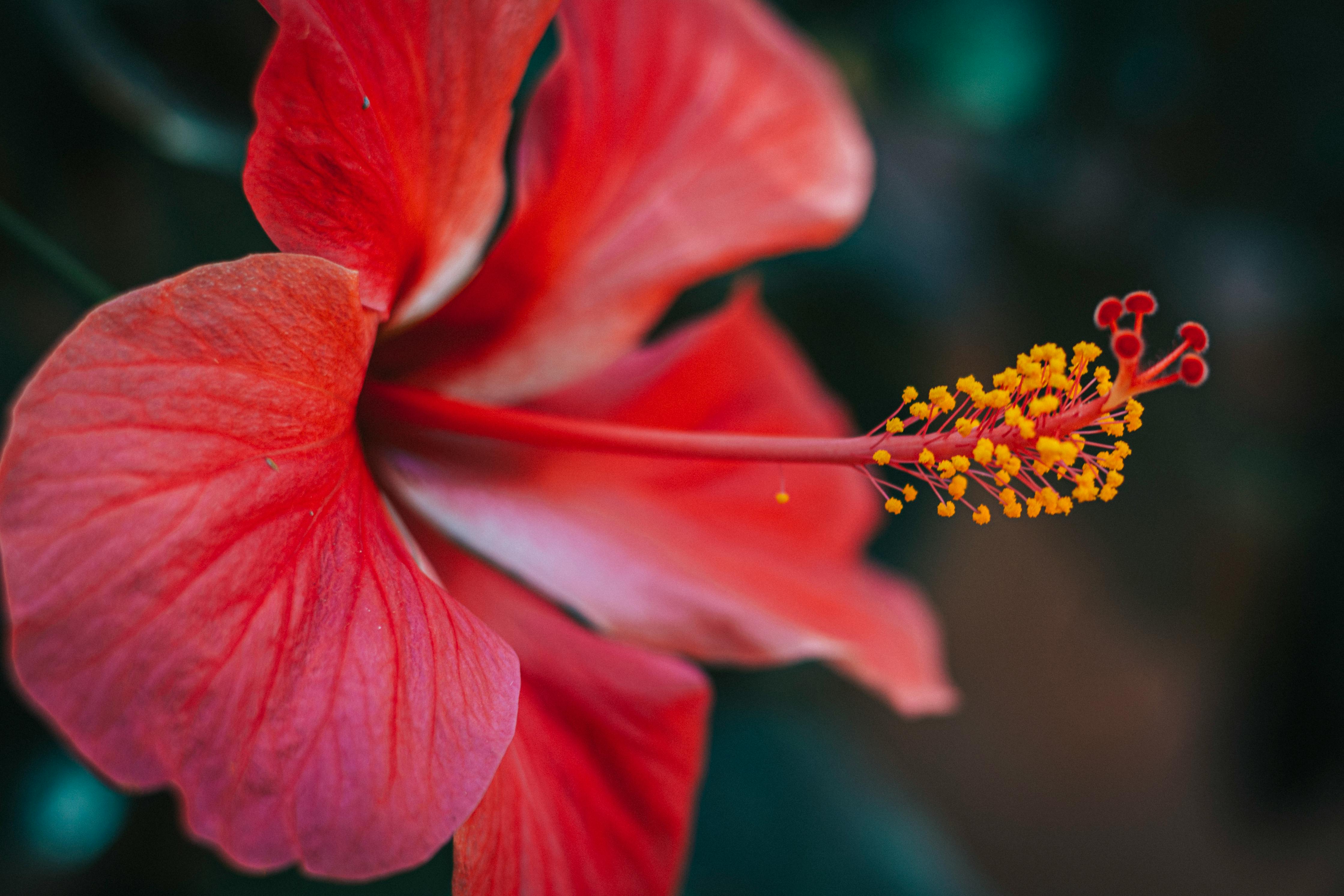 Hibiscus Flower Photo, Download The BEST Free Hibiscus Flower & HD Image