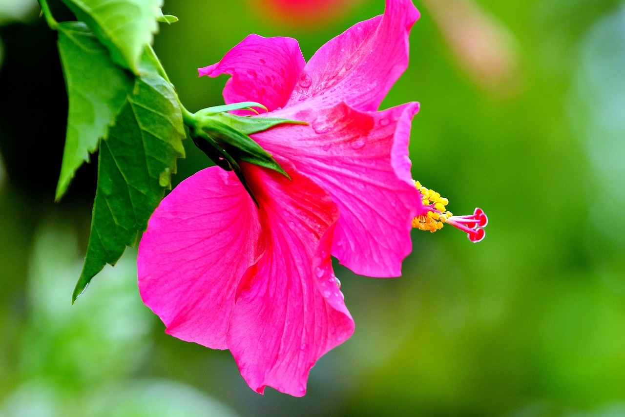 Hibiscus Pink Flower