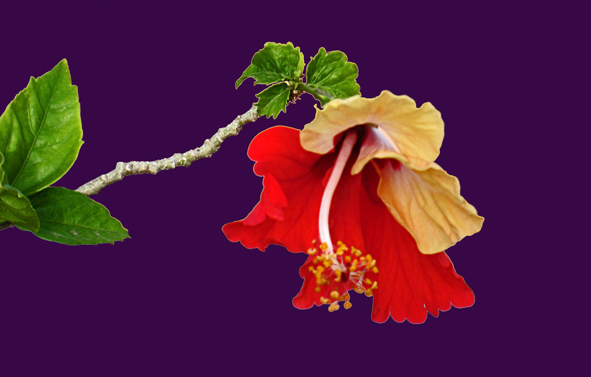 Stock Picture: Unusual Hibiscus