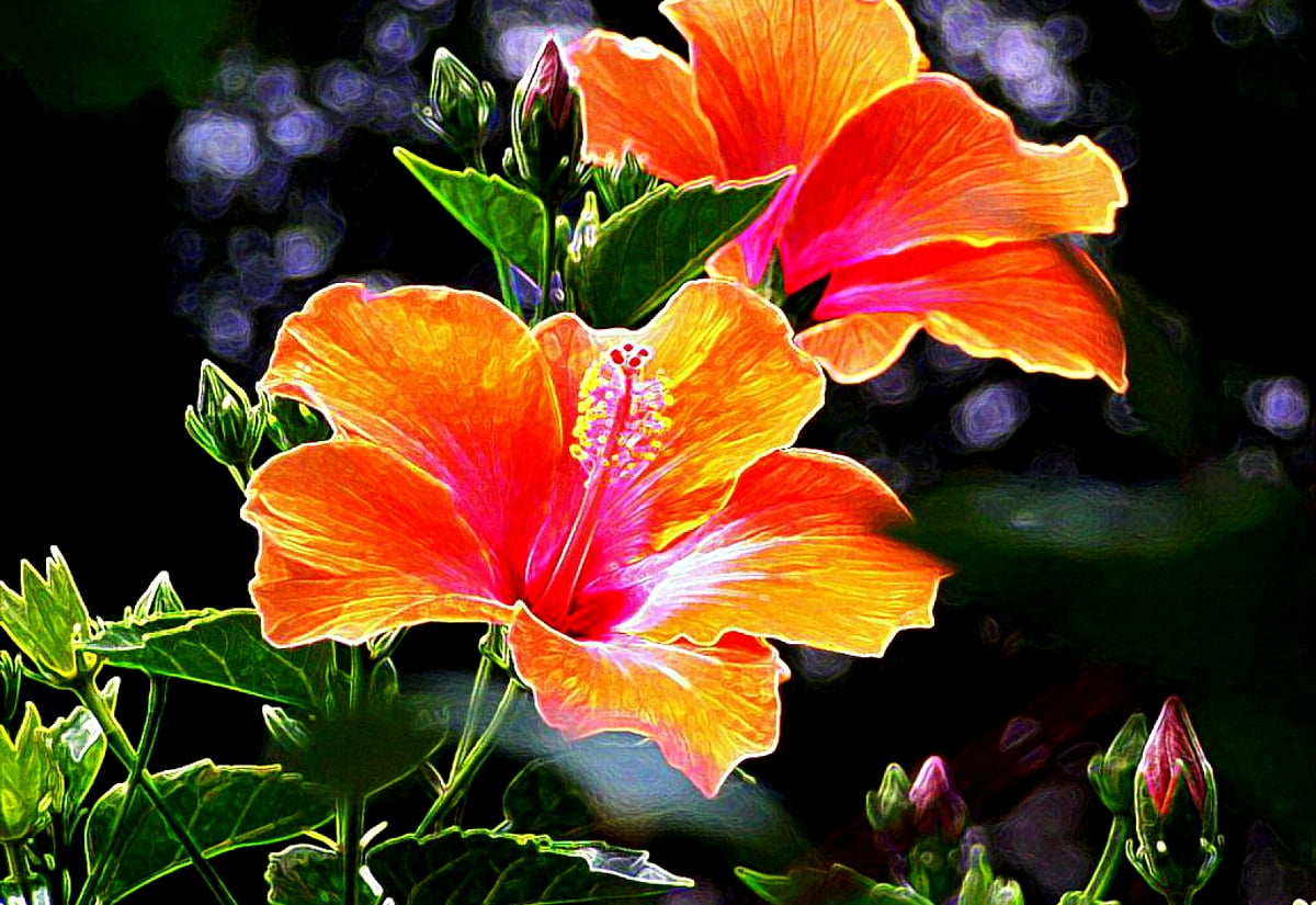 Hibiscus wallpaper HD. Download Free background