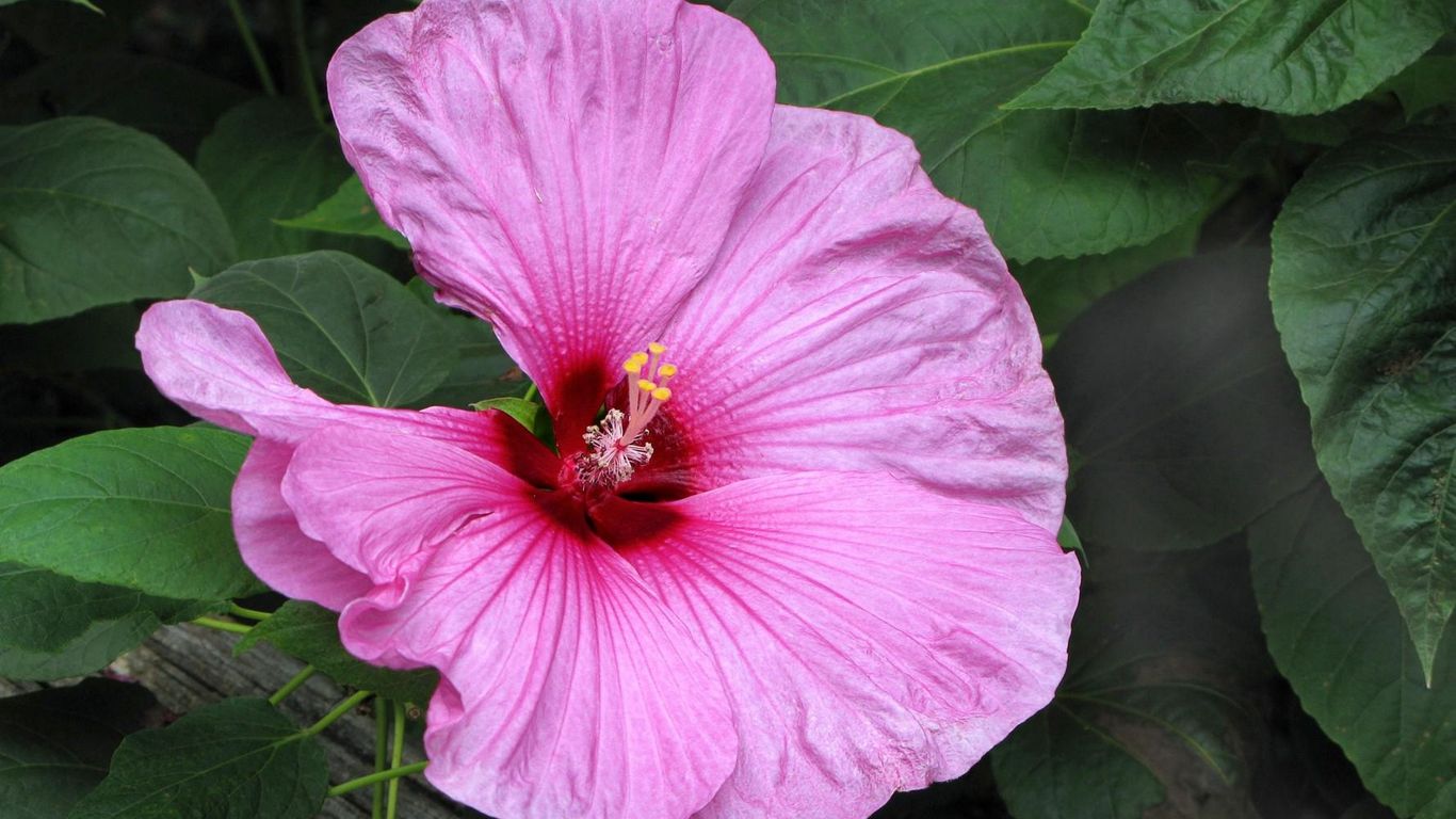 Download wallpaper 1366x768 hibiscus, blossoms, herbs, leaves, close up tablet, laptop HD background