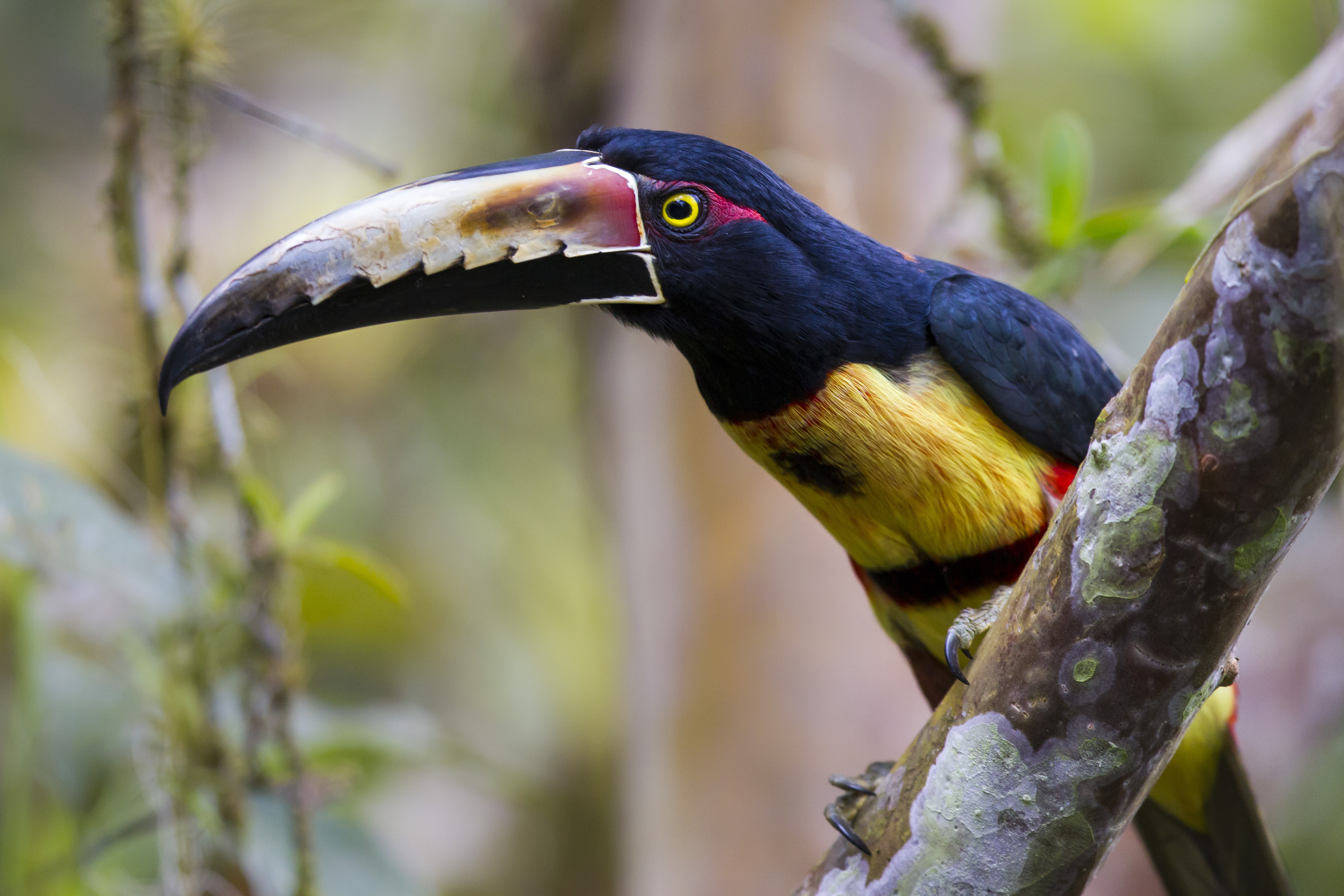 Download Beak Costa Rica Collared Aracari Aracari Animal Toucan 4k Ultra HD Wallpaper
