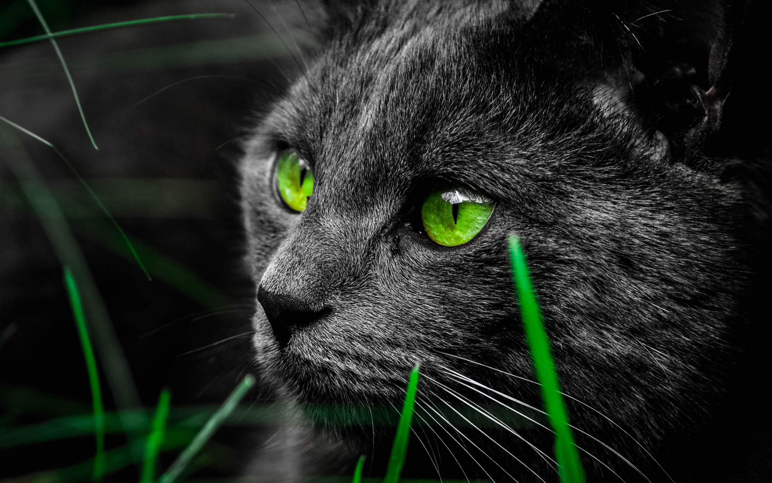 Green Cat Eyes In The Dark High Quality HD Wallpaper