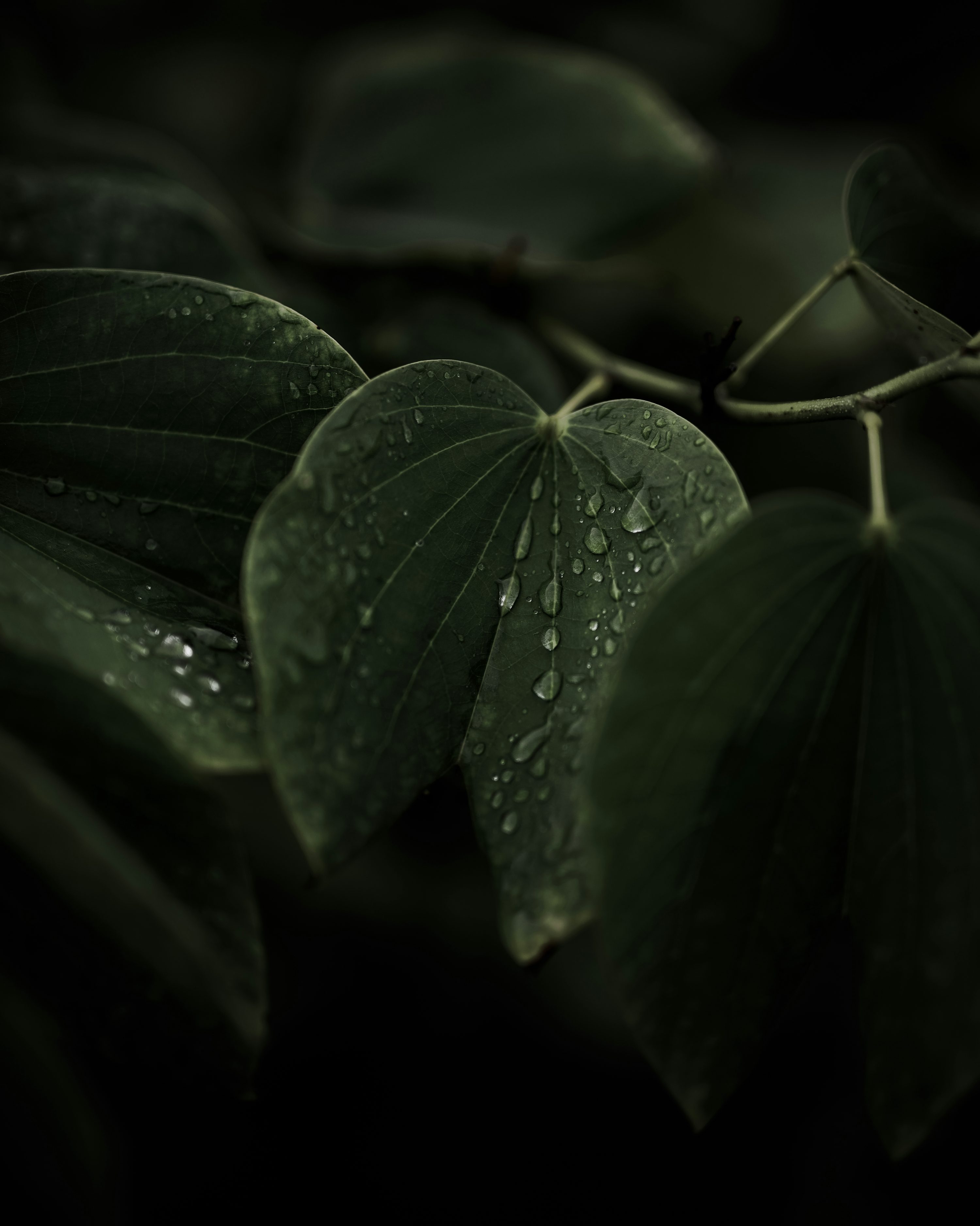 30,Dark Green Wallpaper Picture. Download Free Image