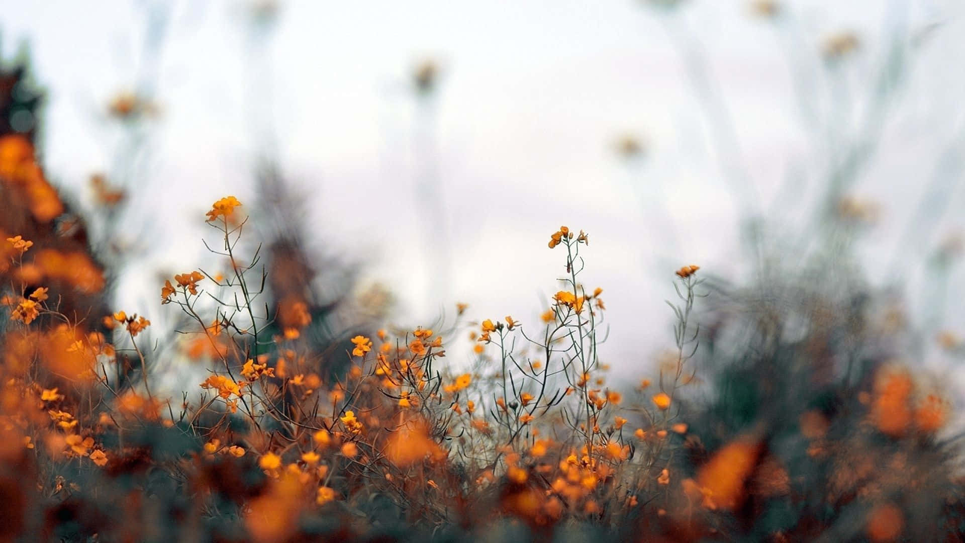 Warm Desktop Wallpaper, HD Warm Desktop Background on WallpaperBat