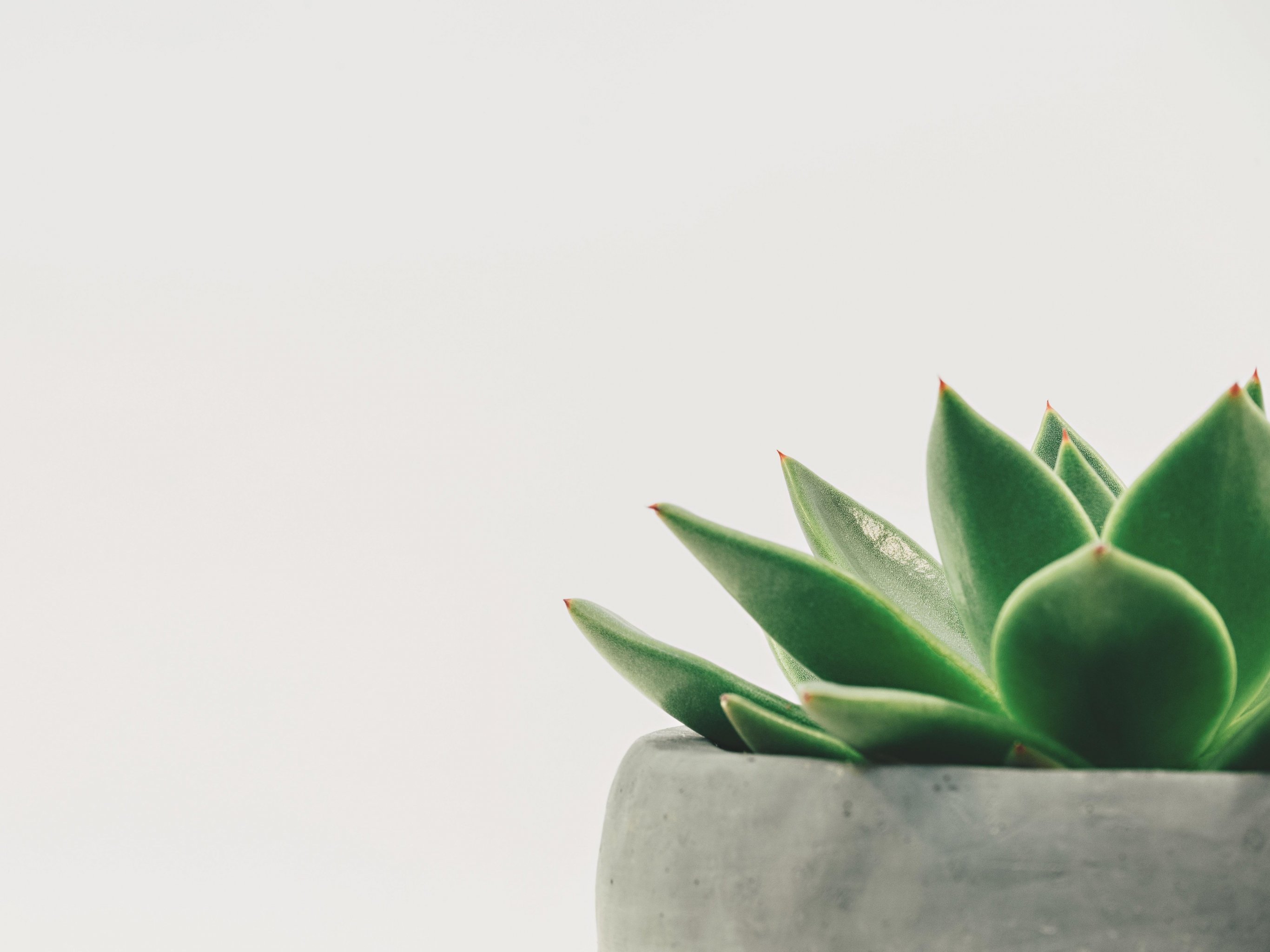 Minimalist Succulent Wallpaper, Android & Desktop Background