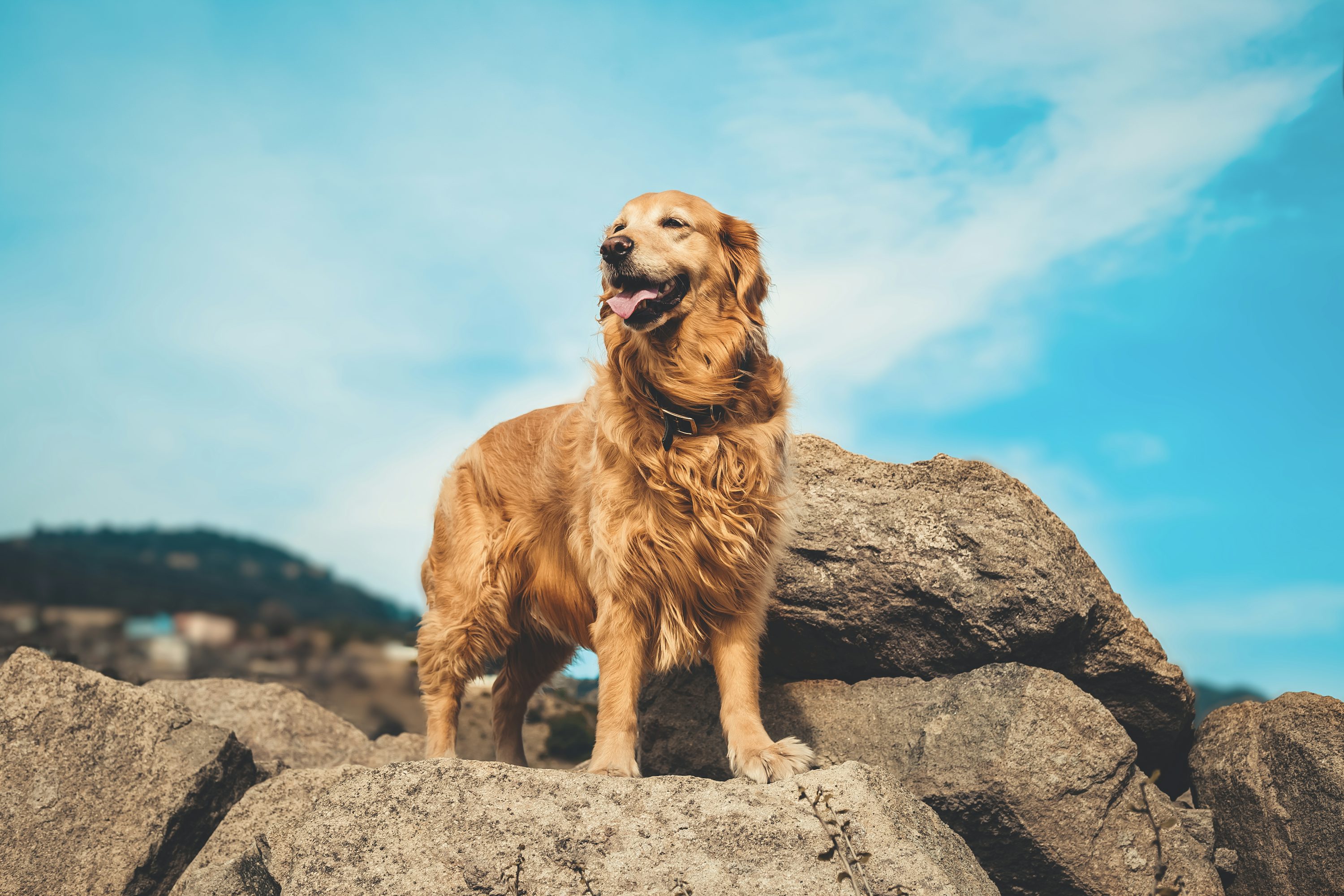 Golden Retriever Picture [HD]. Download Free Image