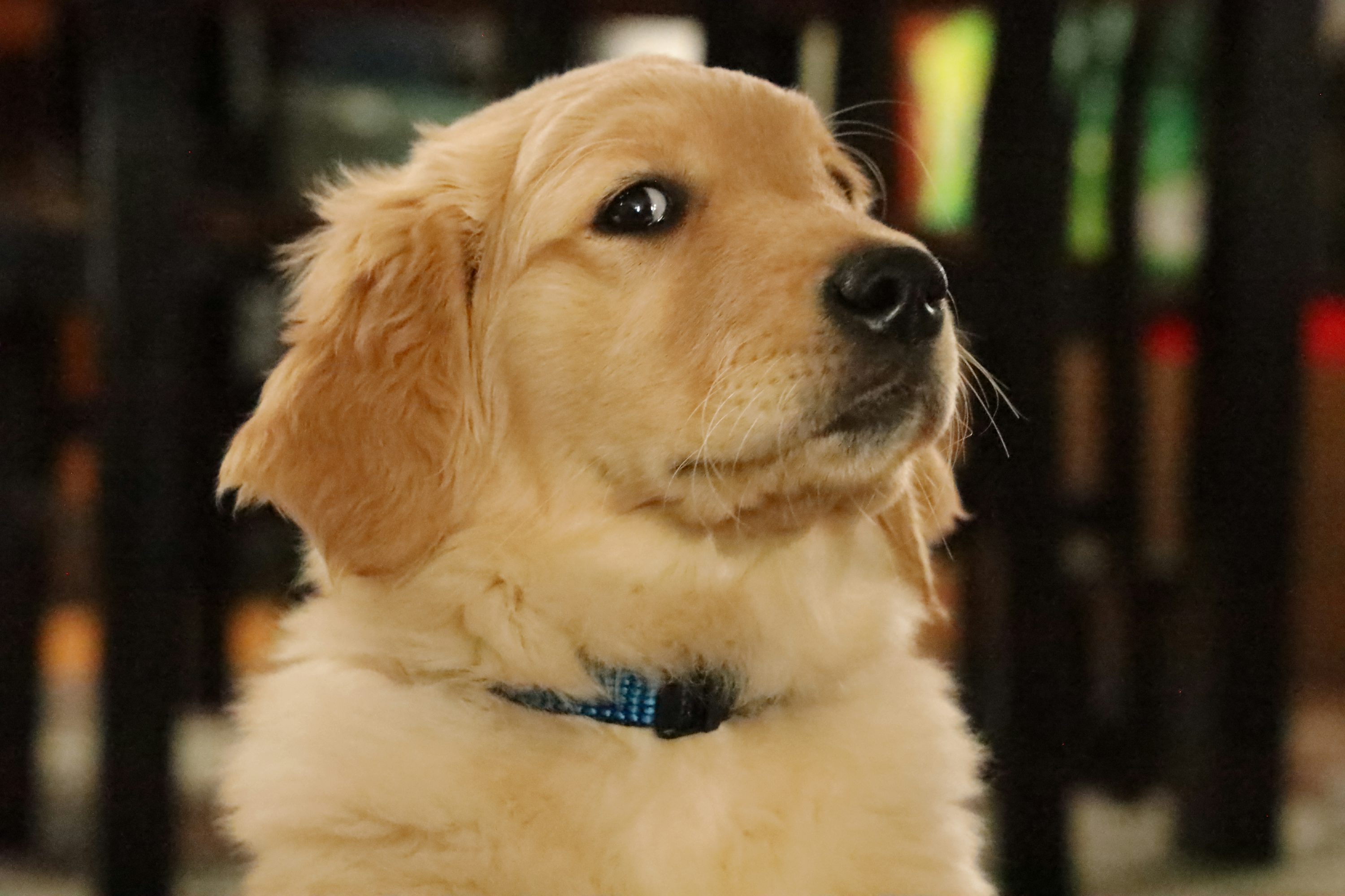Golden Retriever Picture [HD]. Download Free Image
