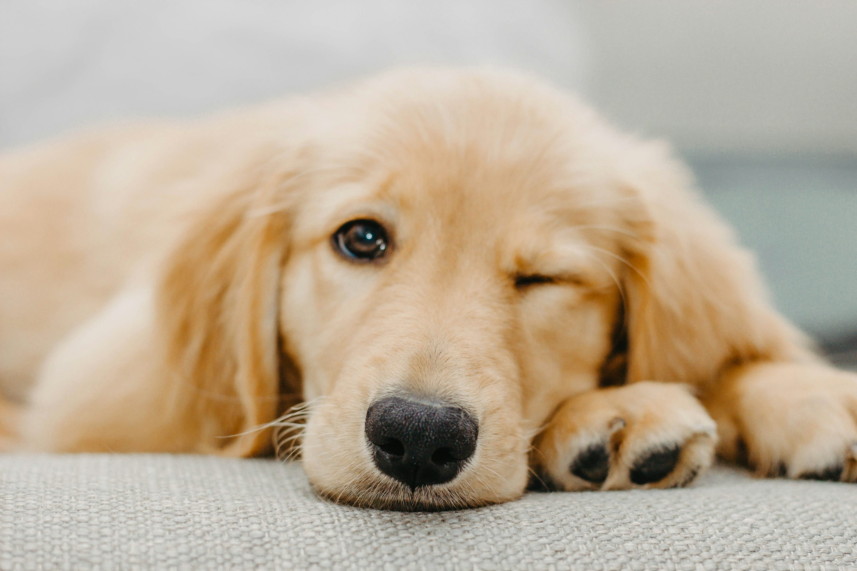 Golden Retriever Puppy Picture. Download Free Image