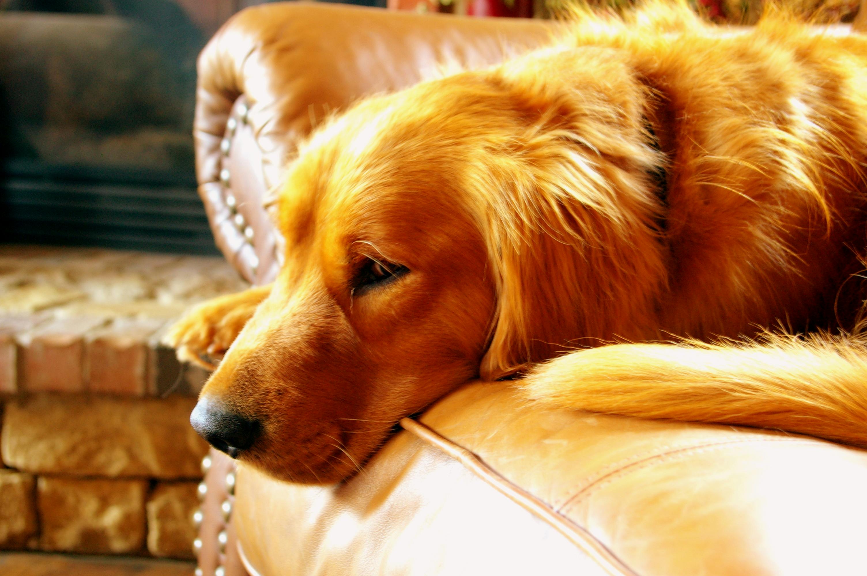 Golden Retriever Photo, Download The BEST Free Golden Retriever & HD Image