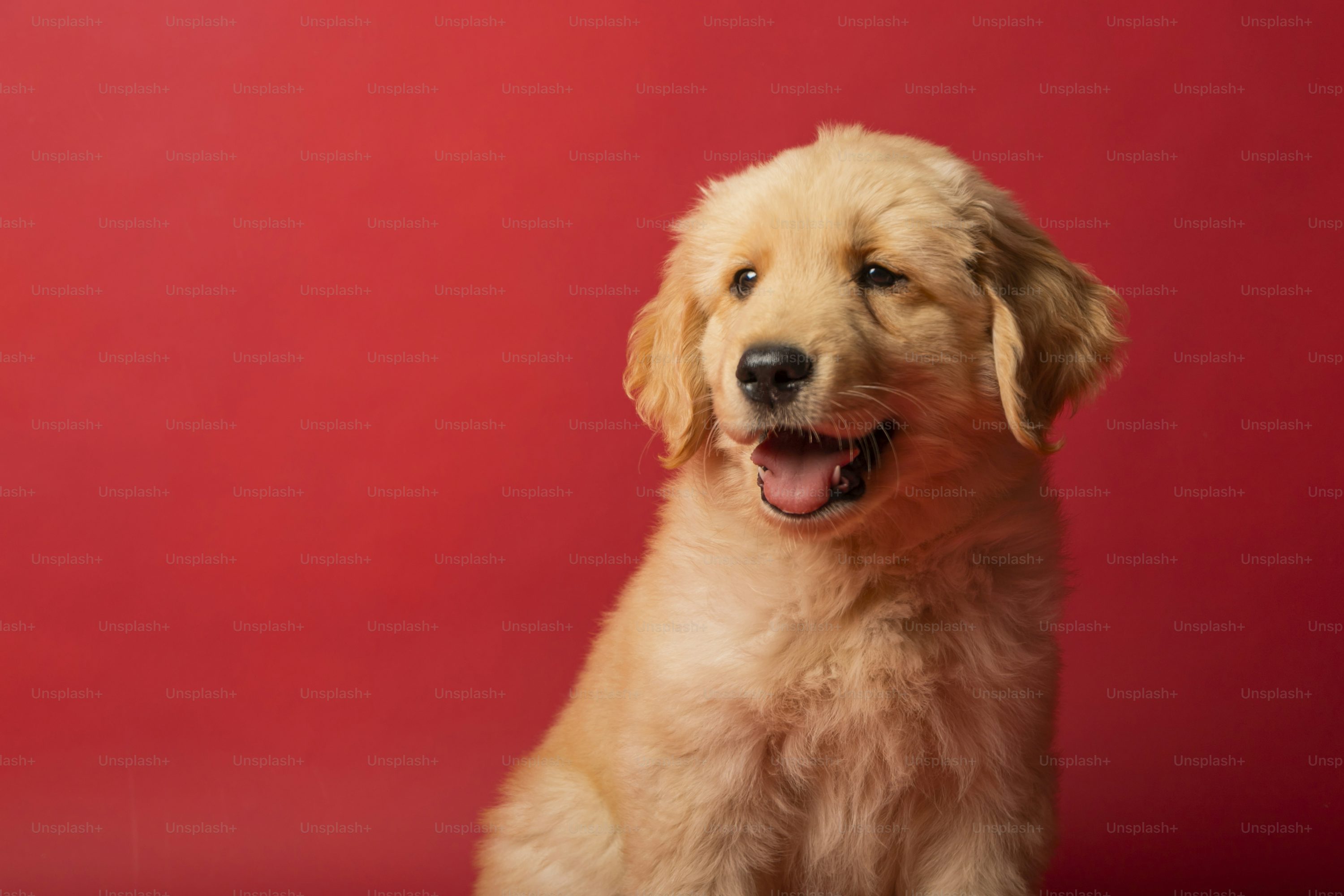 Golden Retriever Picture [HD]. Download Free Image