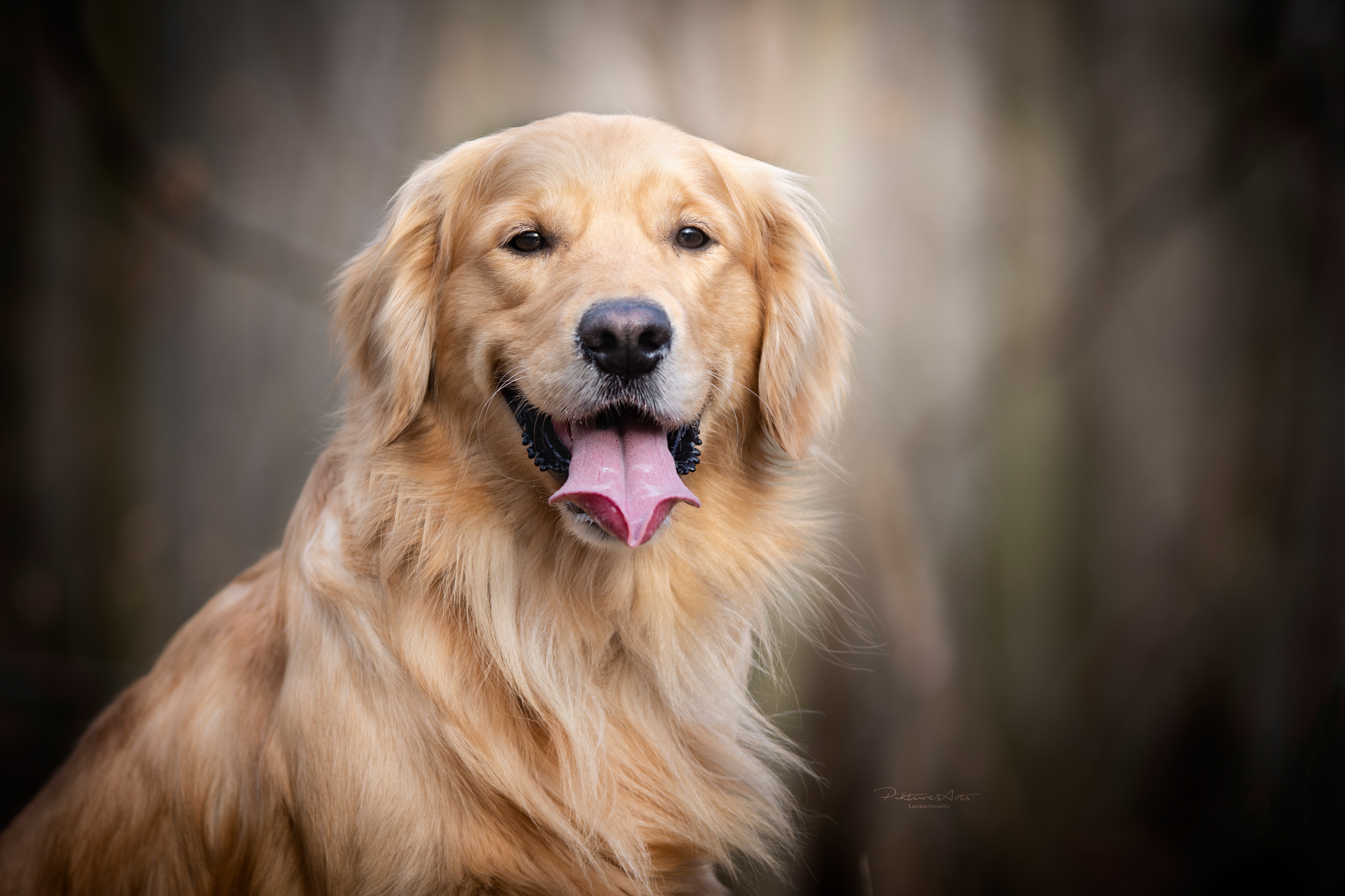 Golden Retriever Joy