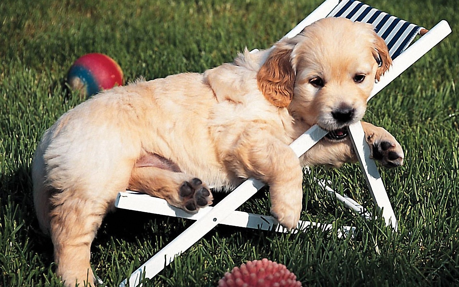 Golden Retriever Puppy In Chaise Longue Photo And Wallpaper. Beautiful Golden Retriever Puppy In Chaise Longue Picture