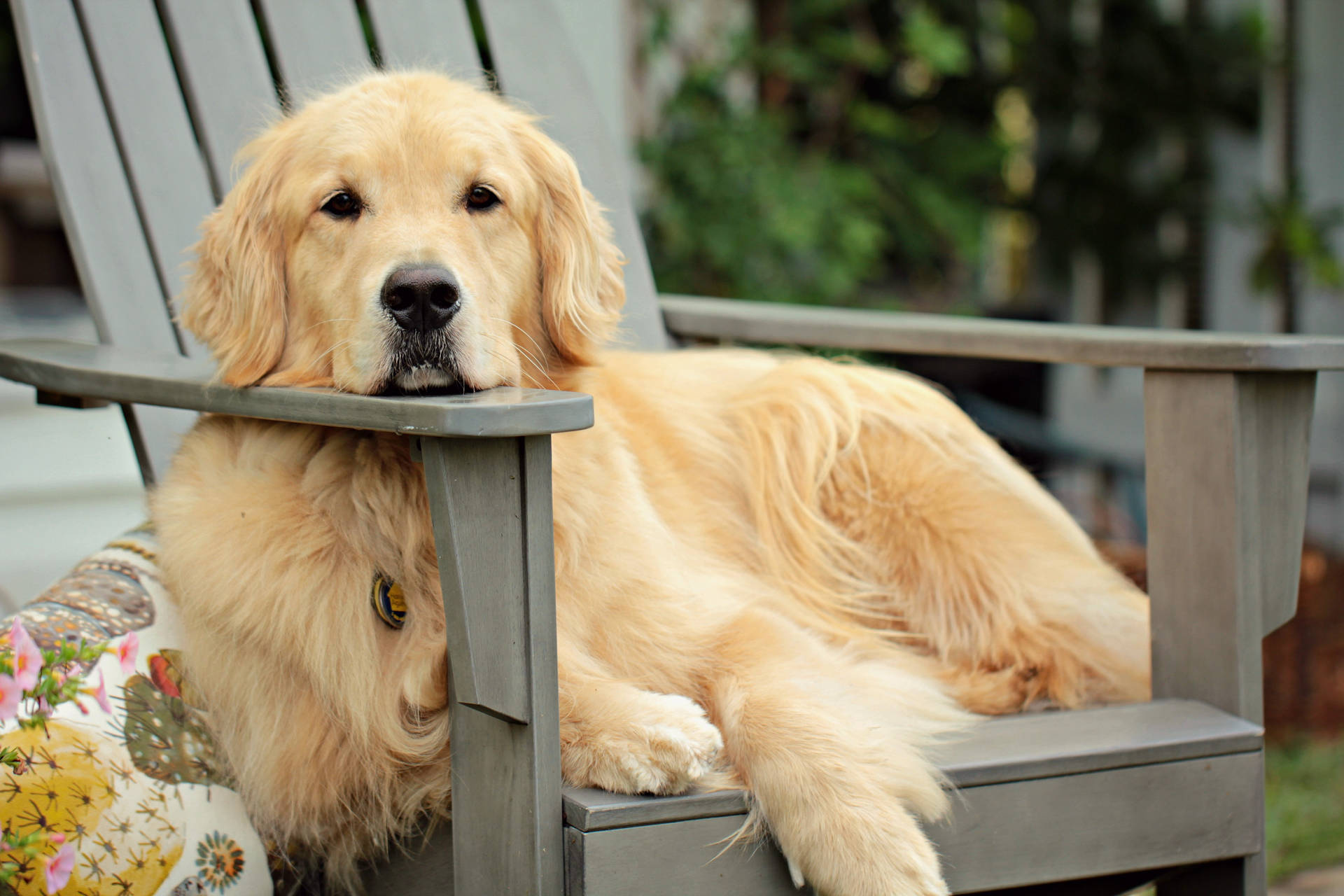 Download Golden Retriever Wooden Bench Wallpaper