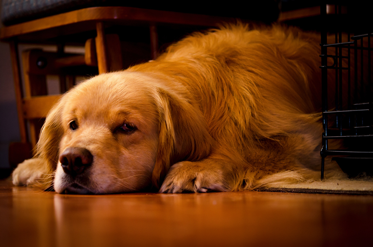 Photo Golden Retriever Dogs Snout Animals