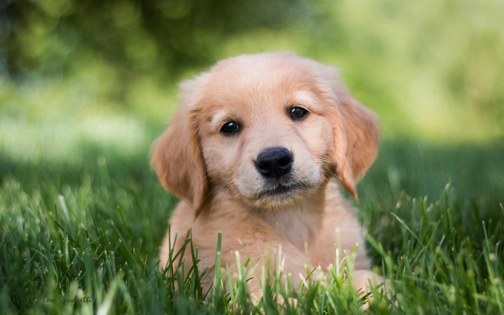 Download desktop wallpaper Golden Retriever