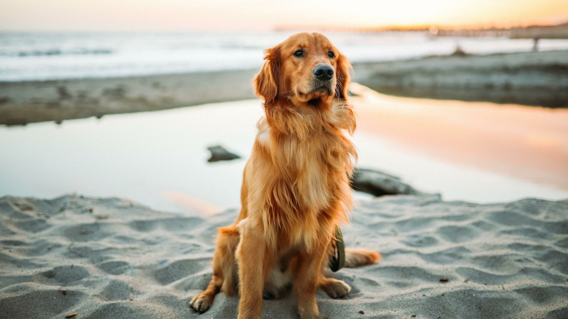 Golden Retriever Desktop Wallpaper, HD Golden Retriever Desktop Background on WallpaperBat